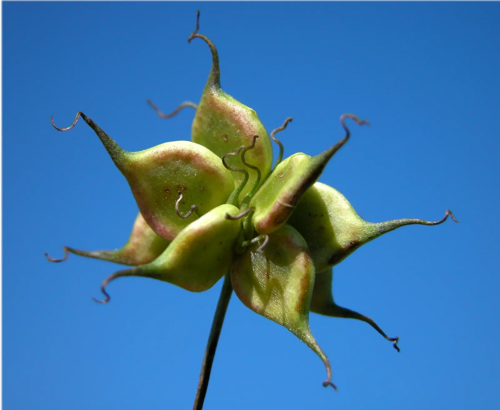 Italian Clematis (Clematis Viticella) — ensure the Italian Clematis receives a regular watering schedule; particularly during dry spells, image 62