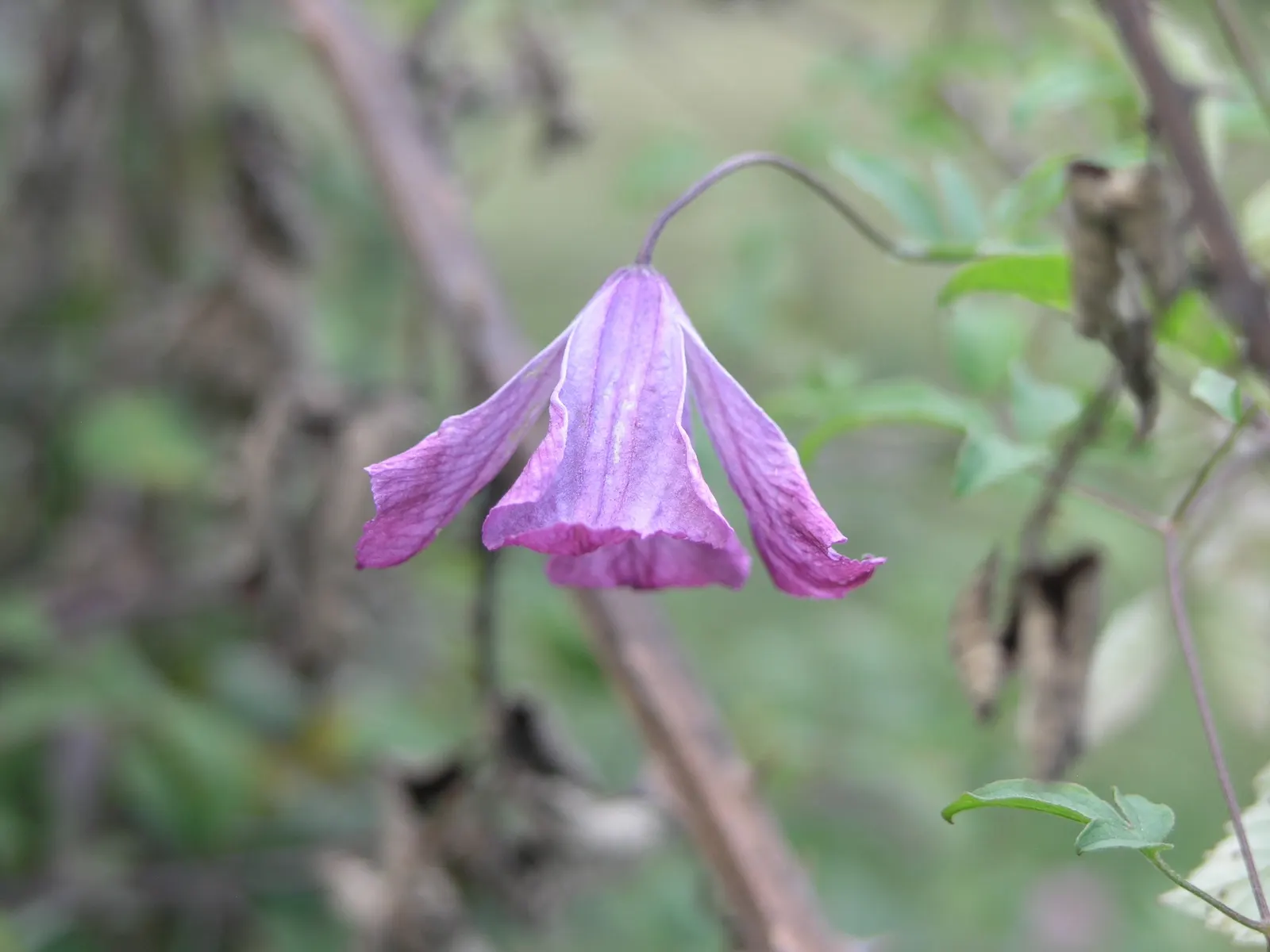 Italian Clematis (Clematis Viticella) — it is suitable for vertical spaces in the landscape; depending on the cultivar