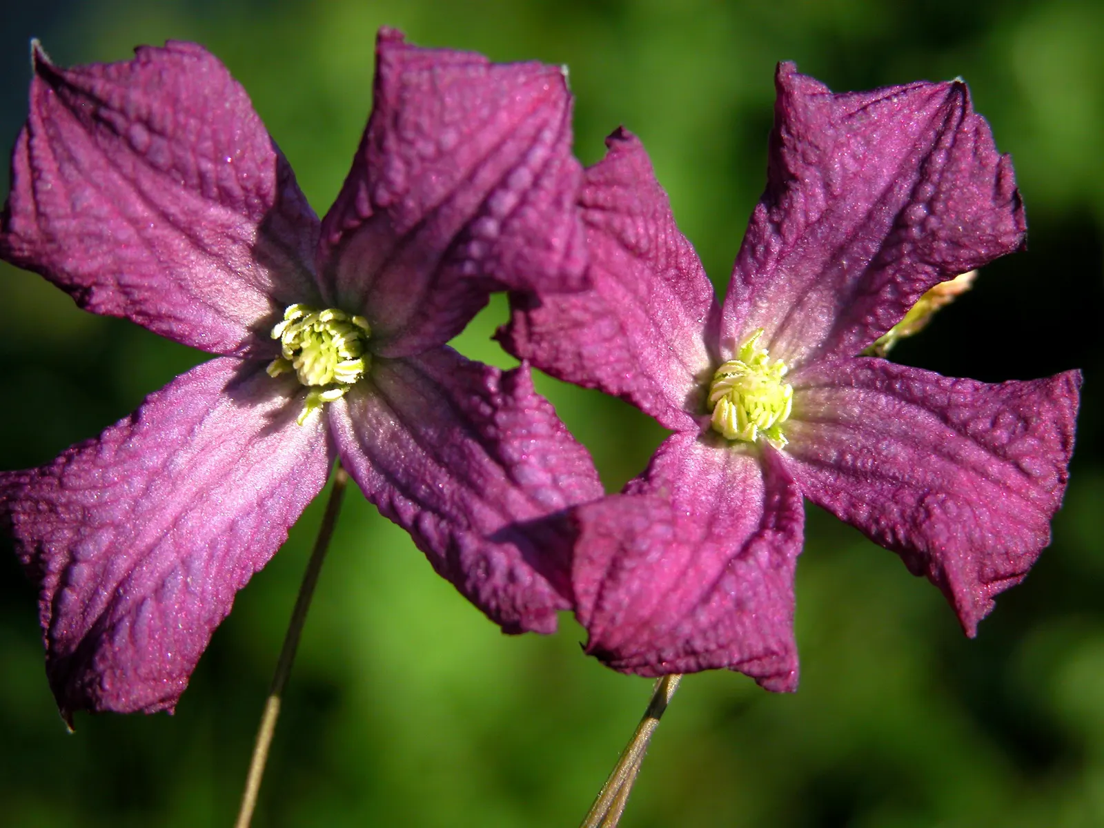 Italian Clematis (Clematis Viticella) — ensure the Italian Clematis receives a regular watering schedule; particularly during dry spells, image 85