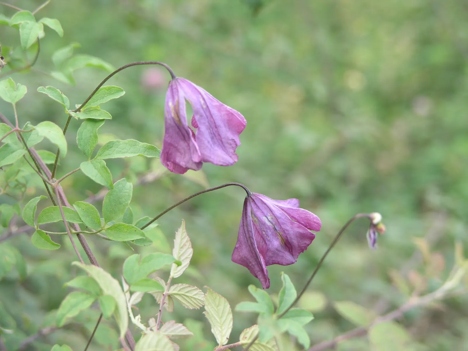 Italian Clematis (Clematis Viticella) — The plant's slender stems are lined with green; blue flowers in the garden, image 56