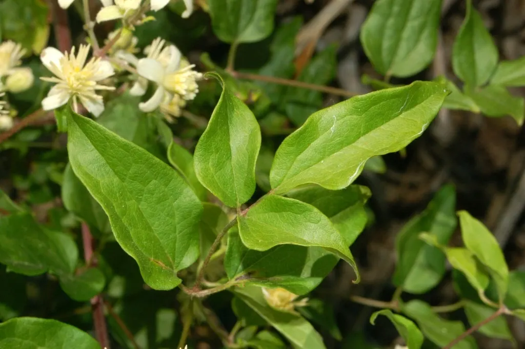 Italian Clematis (Clematis Viticella) — it is suitable for vertical spaces in the landscape; depending on the cultivar, image 55