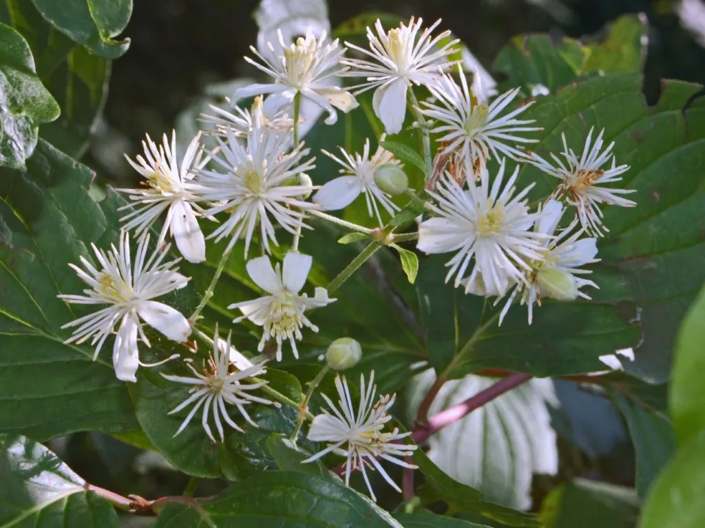 Italian Clematis (Clematis Viticella) — These flowers can be found in an array of colors; providing vertical interest, image 82
