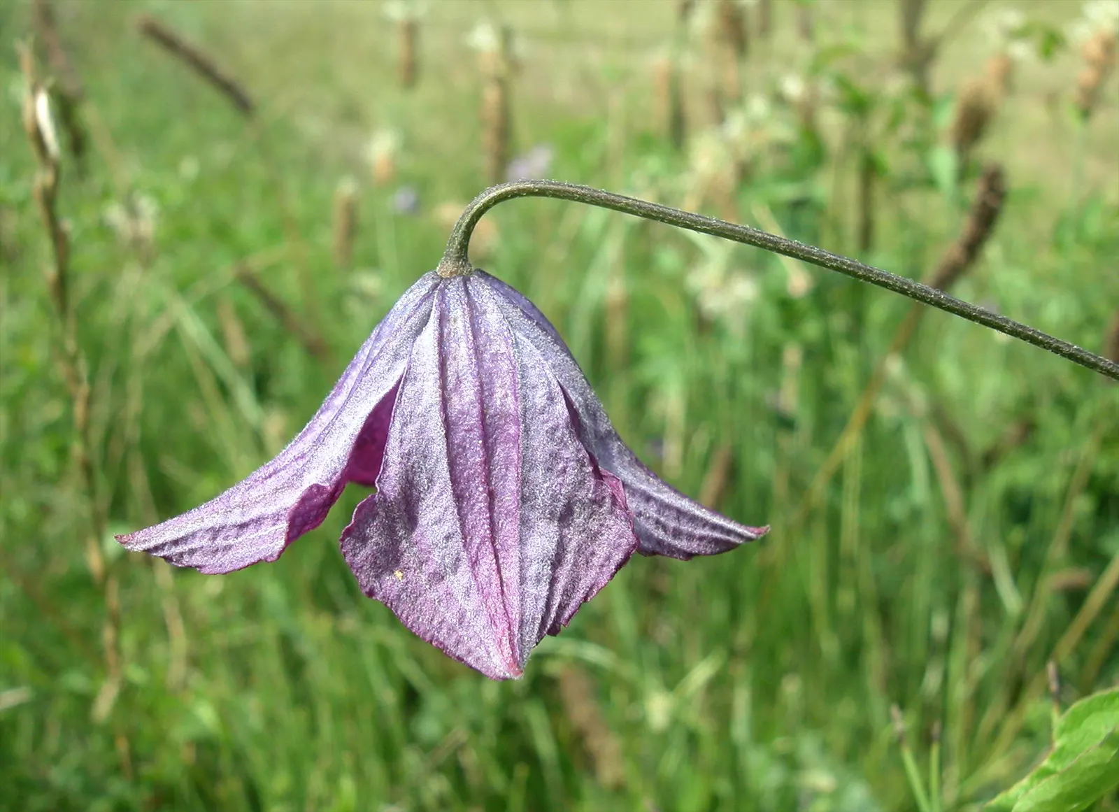 Italian Clematis (Clematis Viticella) — about 1 to 3 inches in diameter, image 35