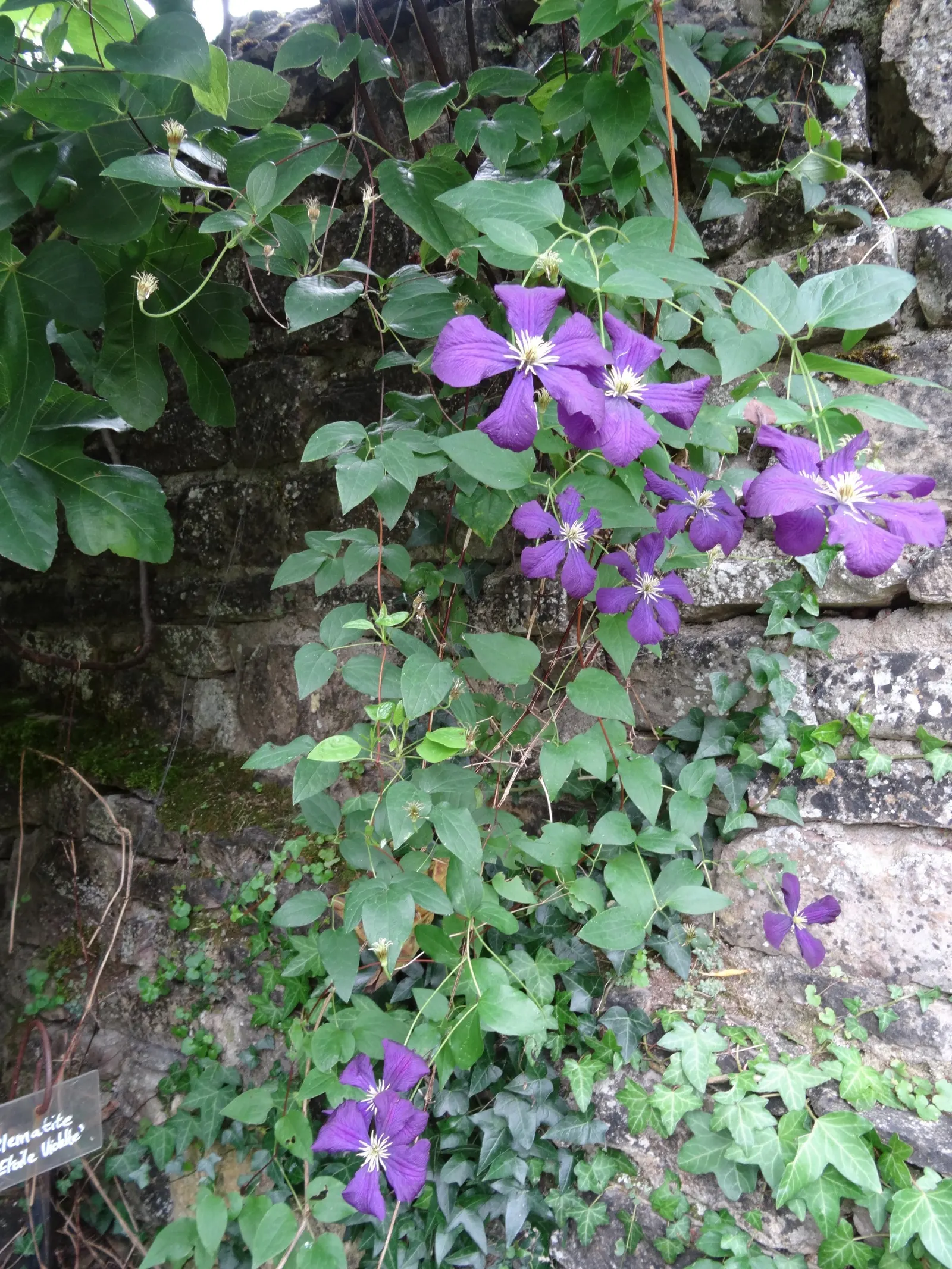 Italian Clematis (Clematis Viticella) — the Clematis viticella produces an abundance of bell-shaped flowers; hardy in USDA zones 4-9, it thrives in, image 80