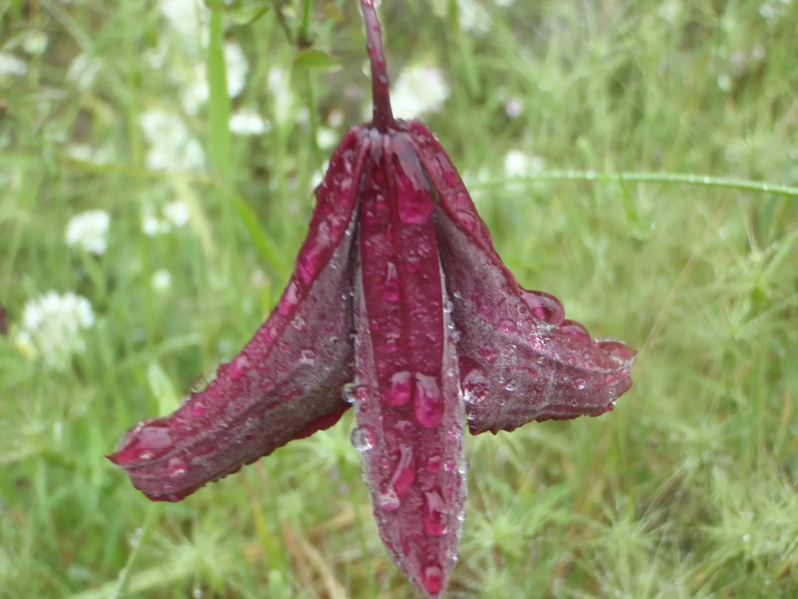 Italian Clematis (Clematis Viticella) — providing vertical interest; with its base and roots shaded or mulched to remain cool, image 65