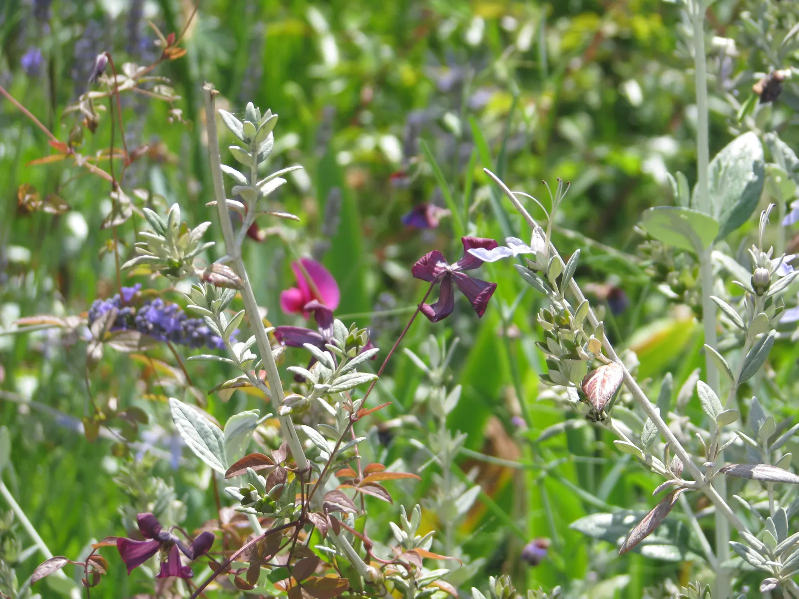 Italian Clematis (Clematis Viticella) — particularly during dry spells; deciduous vine notable for its masses of bell-shaped flowers, image 86