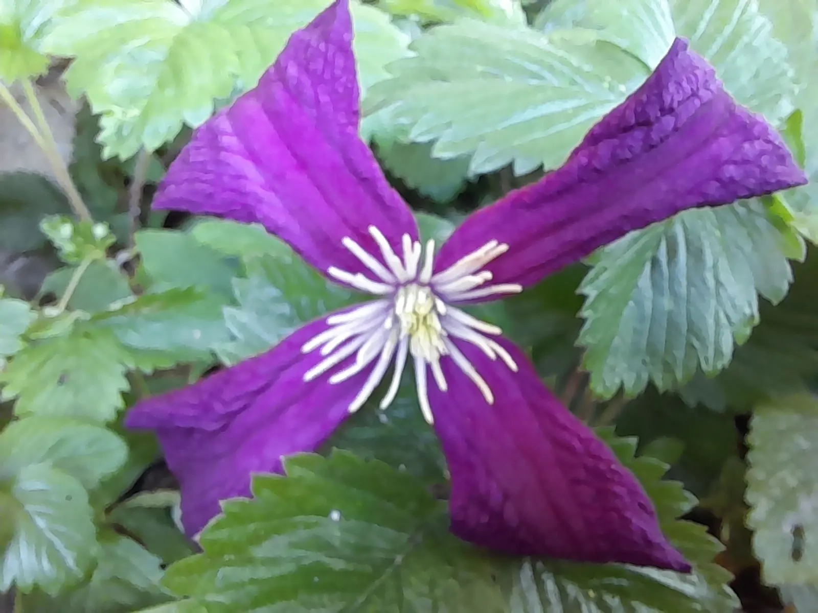 Italian Clematis (Clematis Viticella) — vine with blue blooms; these flowers can be found in an array of colors, image 91