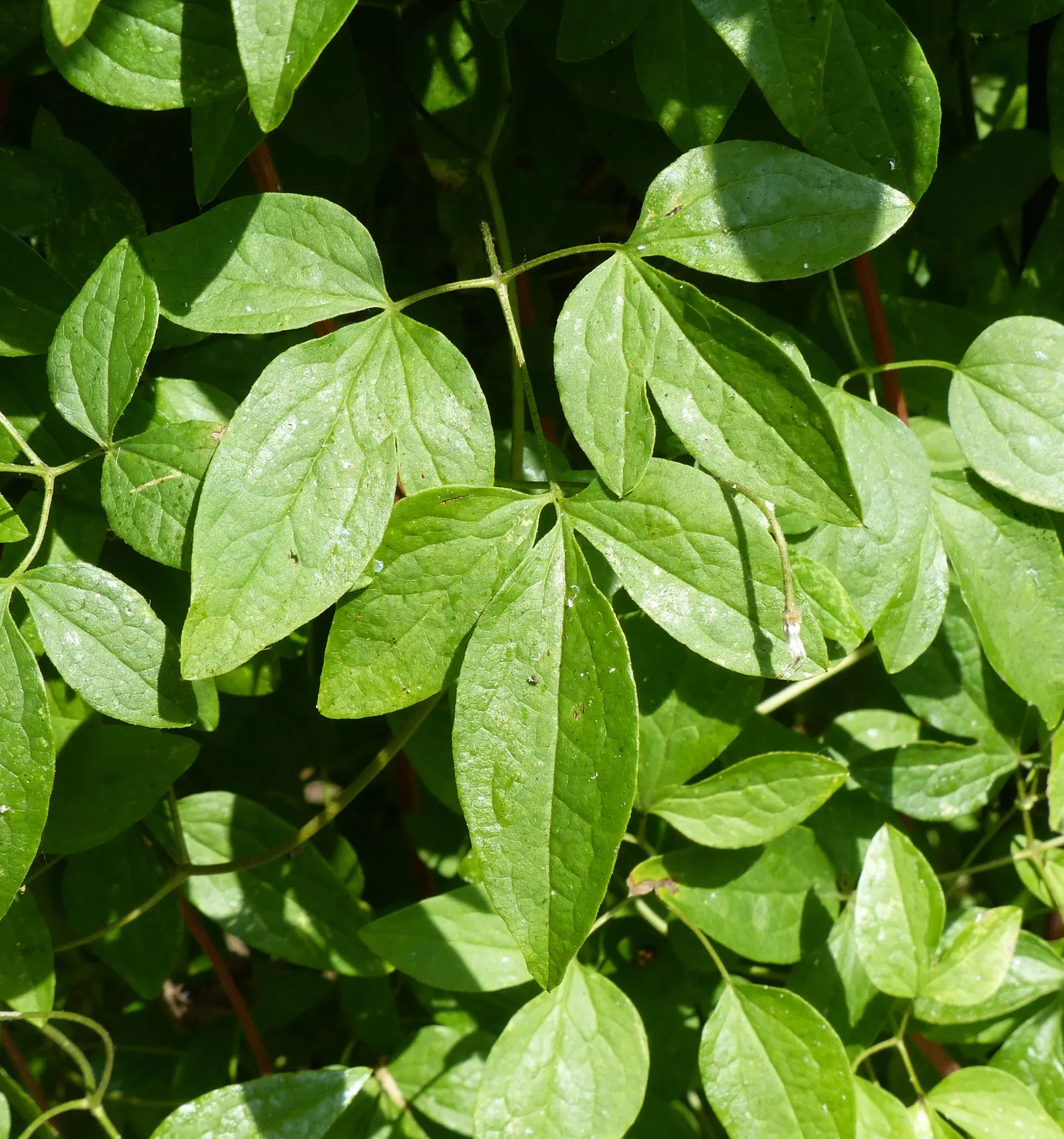 Italian Clematis (Clematis Viticella) — depending on the cultivar