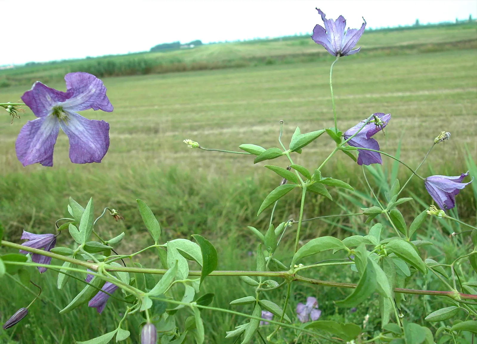 Italian Clematis (Clematis Viticella) — about 1 to 3 inches in diameter