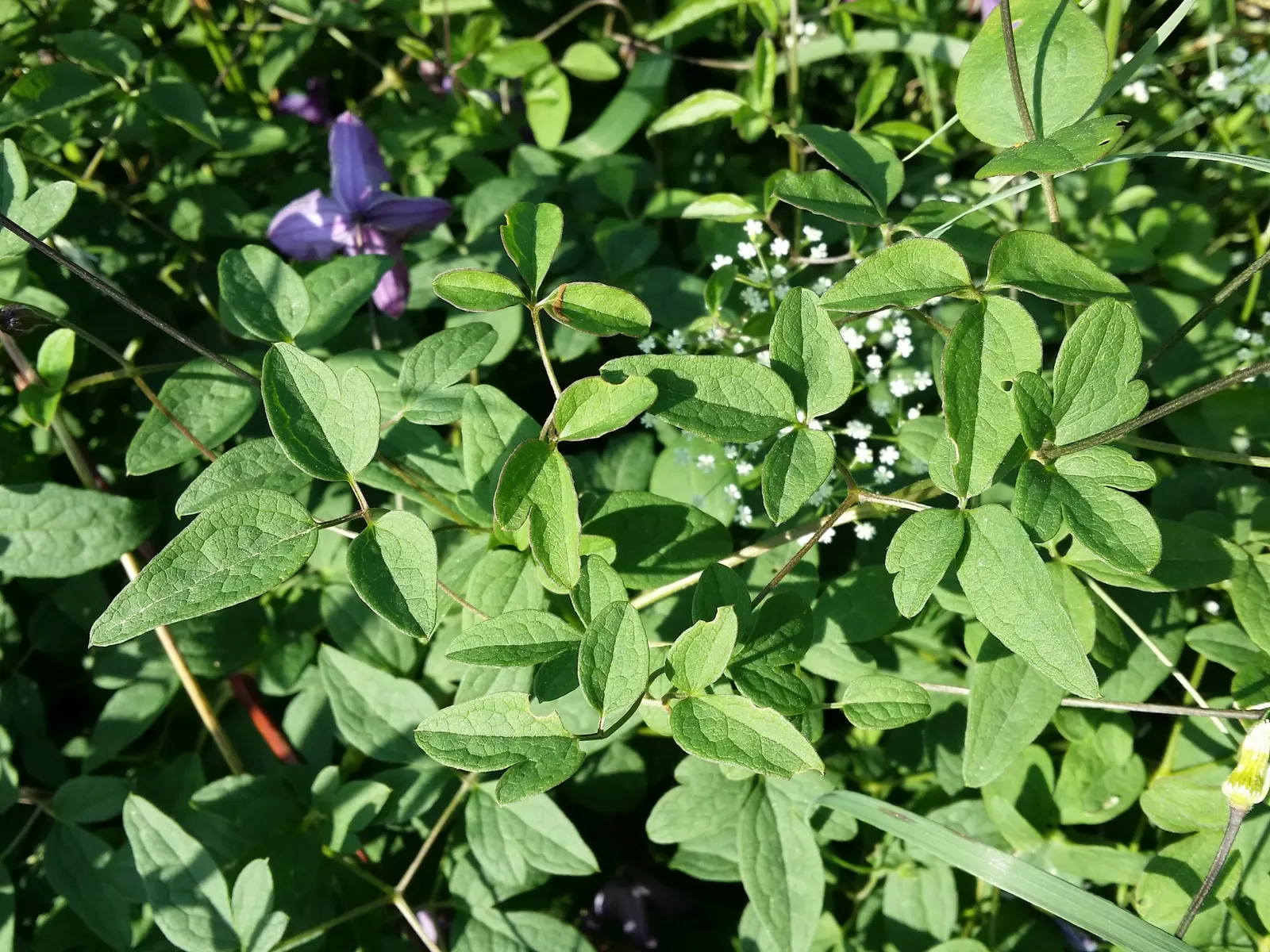Italian Clematis (Clematis Viticella) — vine for full or half