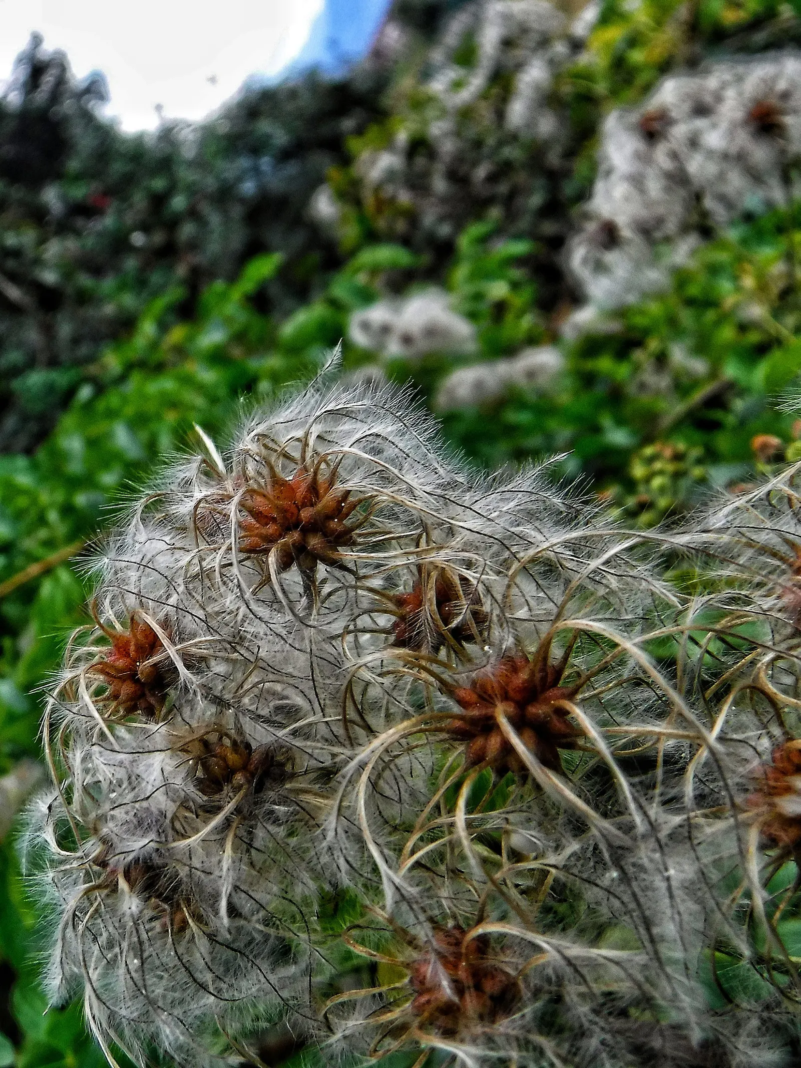 Italian Clematis (Clematis Viticella) — particularly during dry spells; deciduous vine notable for its masses of bell-shaped flowers
