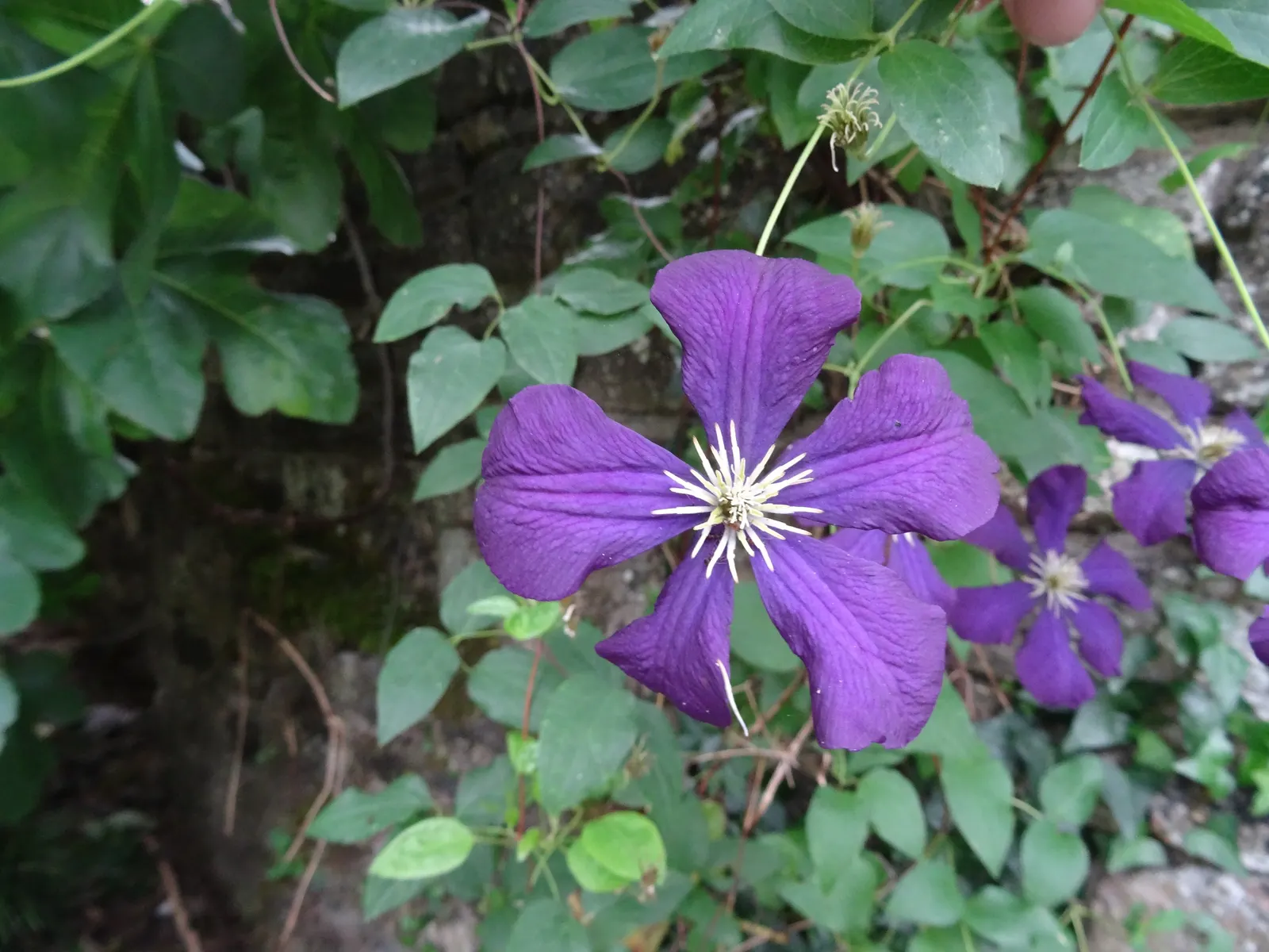 Italian Clematis (Clematis Viticella) — ensure the Italian Clematis receives a regular watering schedule