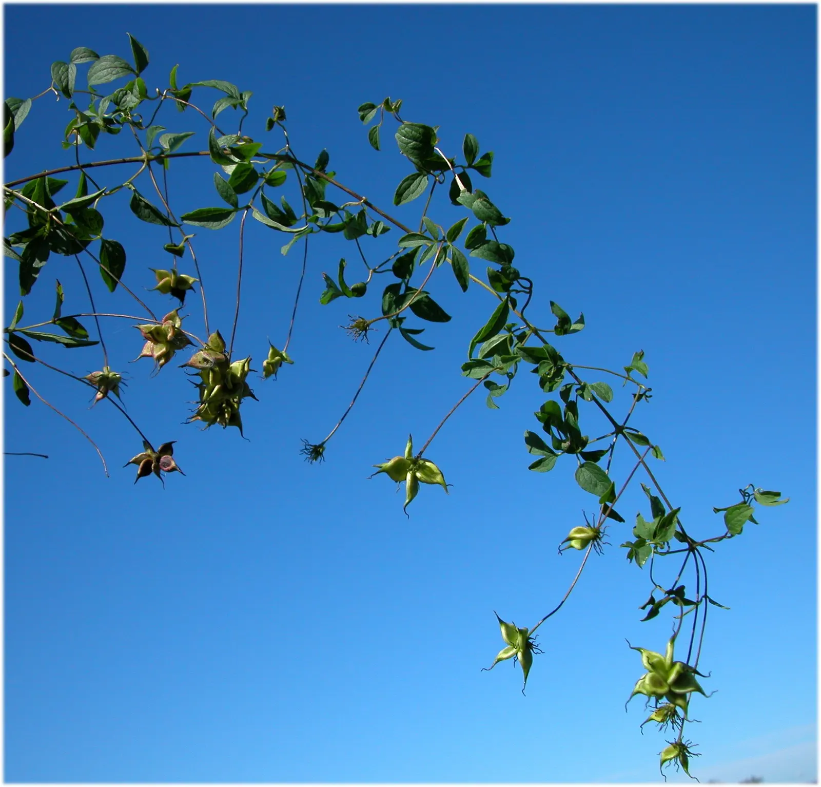 Italian Clematis (Clematis Viticella) — yet high-impact addition to any garden design; this deciduous perennial is native to southern Europe and thrives in