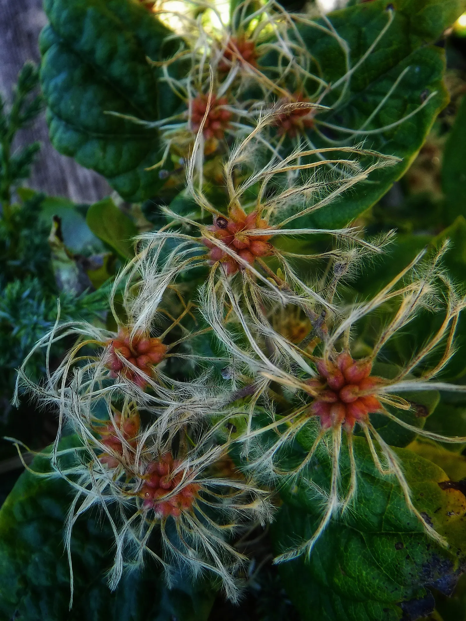 Italian Clematis (Clematis Viticella) — These flowers can be found in an array of colors