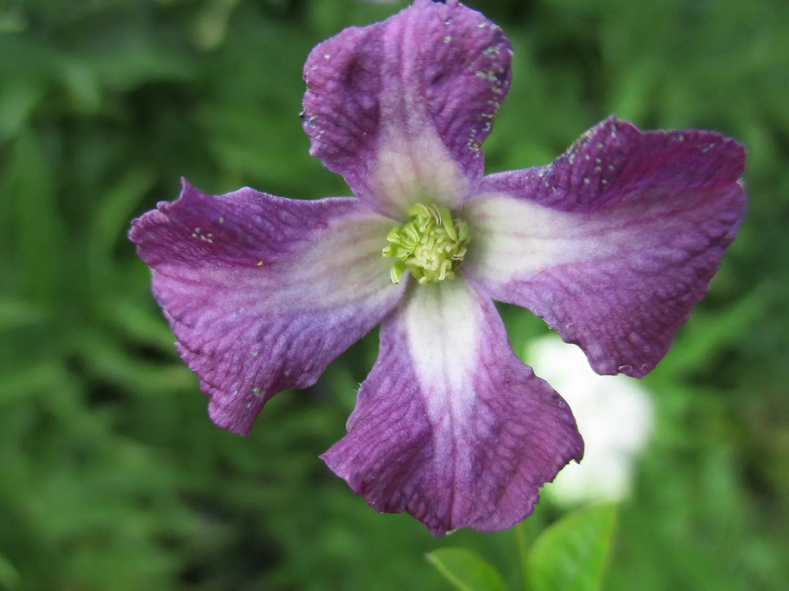 Italian Clematis (Clematis Viticella) — providing vertical interest; with its base and roots shaded or mulched to remain cool