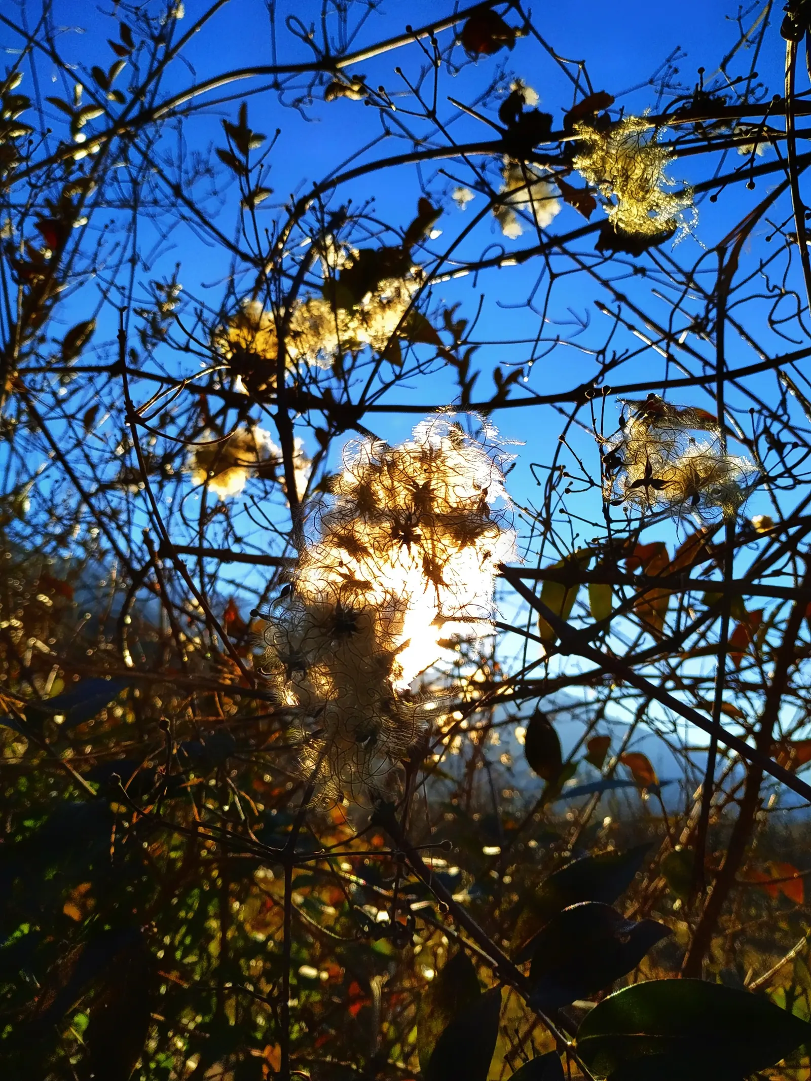 Italian Clematis (Clematis Viticella) — Hardy in USDA zones 4-9, it thrives in full sun to part shade and prefers well-drained soil; it is suitable, image 51