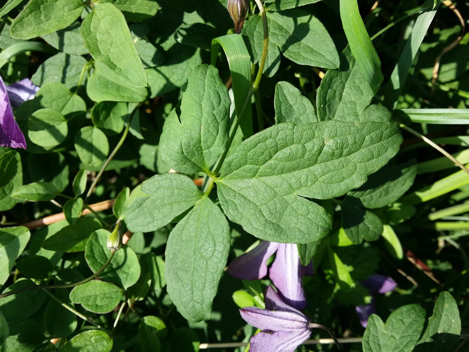 Italian Clematis (Clematis Viticella) — about 1 to 3 inches in diameter, image 81