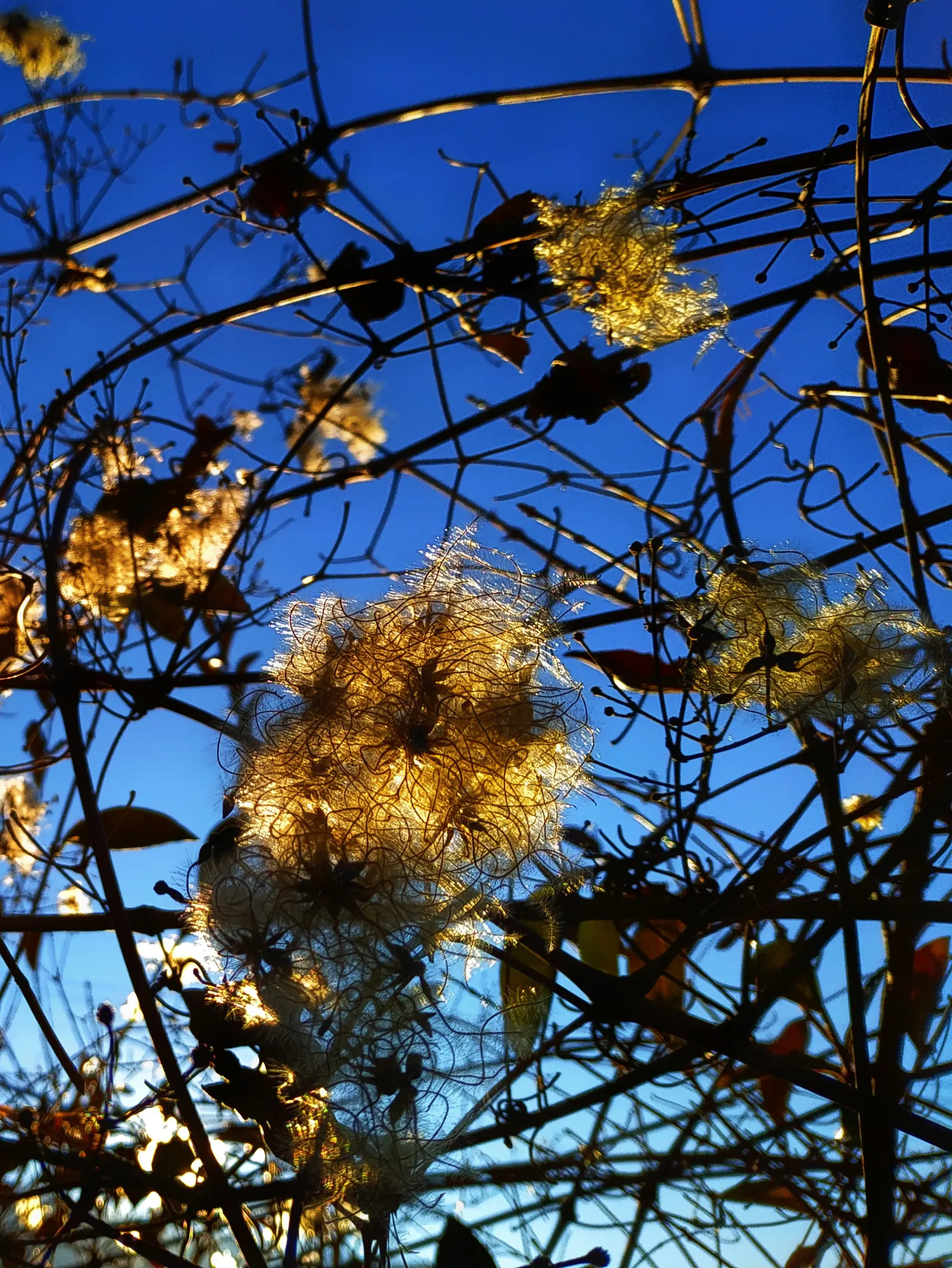 Italian Clematis (Clematis Viticella) — vine with blue blooms