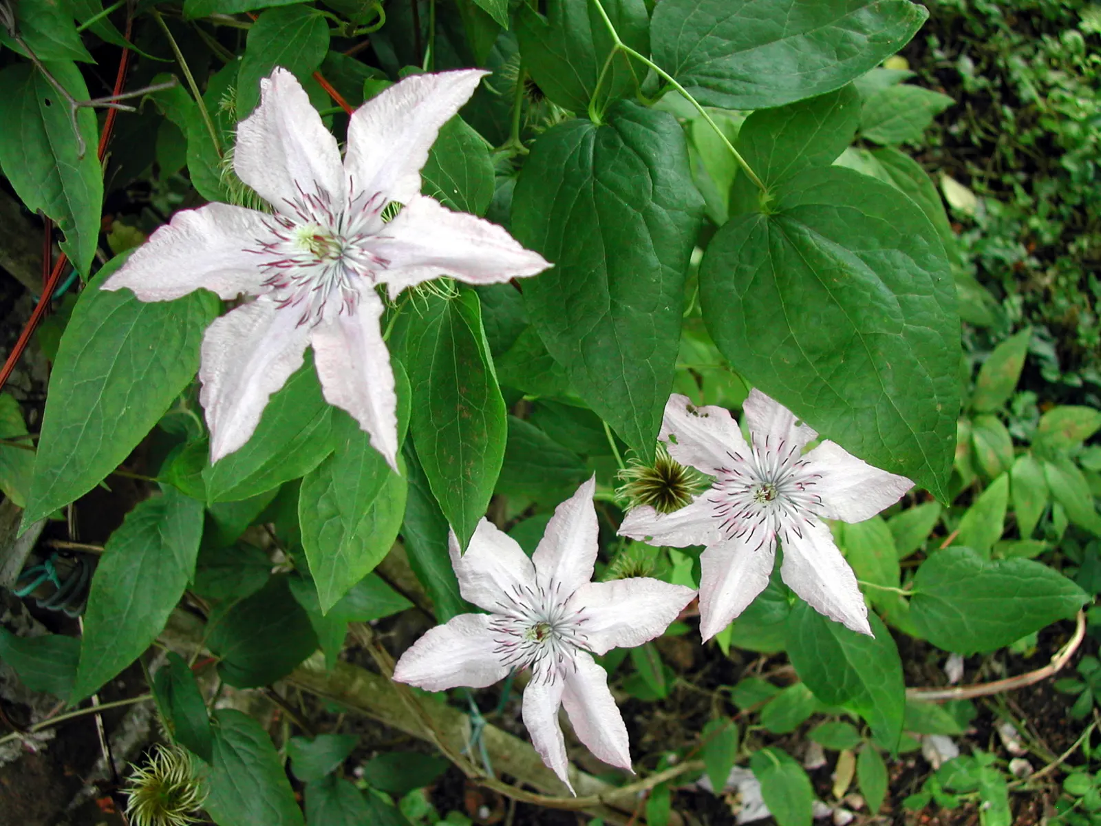 Italian Clematis (Clematis Viticella) — Pruning group 3, it is low-maintenance and disease-resistant; ensure the Italian Clematis receives a, image 52