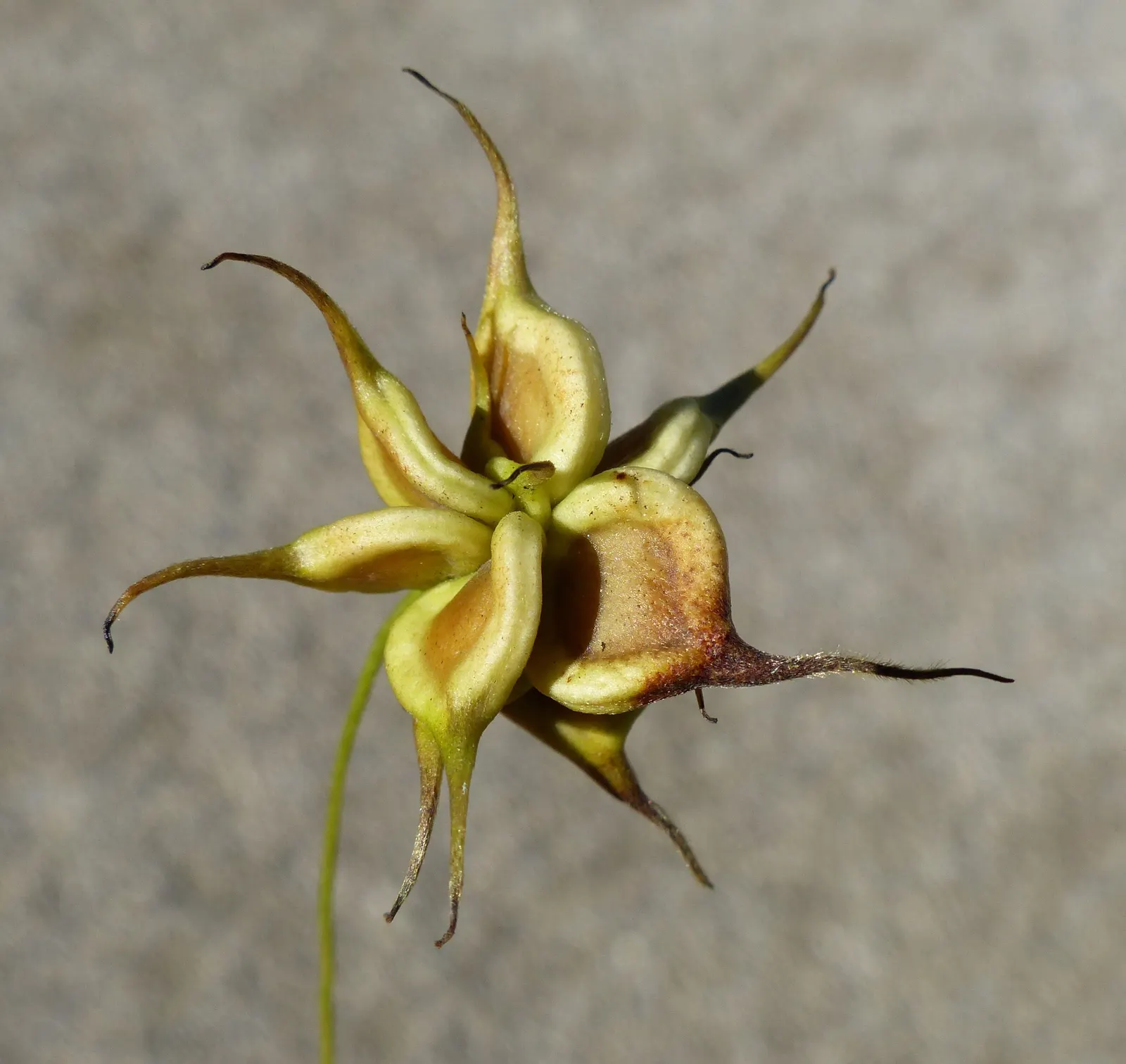 Italian Clematis (Clematis Viticella) — ranging from deep purple to pink