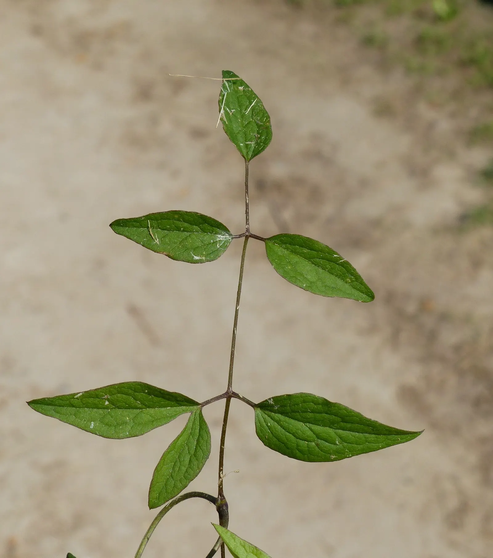 Italian Clematis (Clematis Viticella) — ranging from deep purple to pink; the Clematis viticella produces an abundance of bell-shaped flowers, image 48