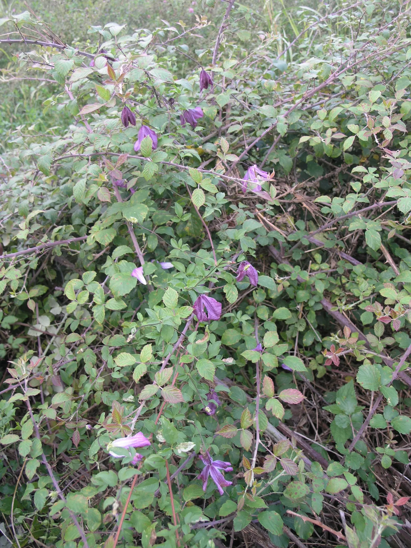 Italian Clematis (Clematis Viticella) — it is suitable for vertical spaces in the landscape; depending on the cultivar, image 101
