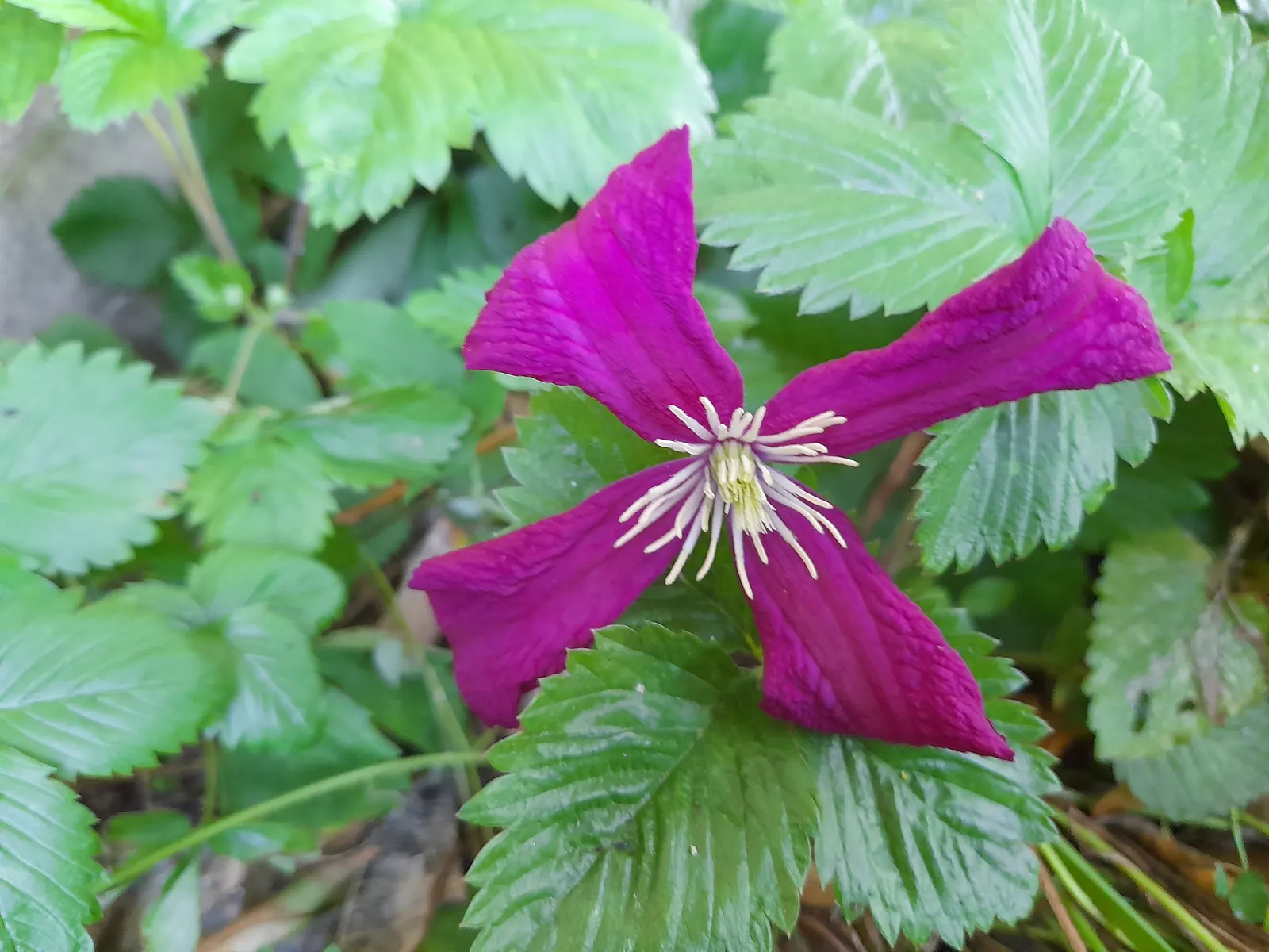 Italian Clematis (Clematis Viticella) — yet high-impact addition to any garden design; this deciduous perennial is native to southern Europe and, image 87