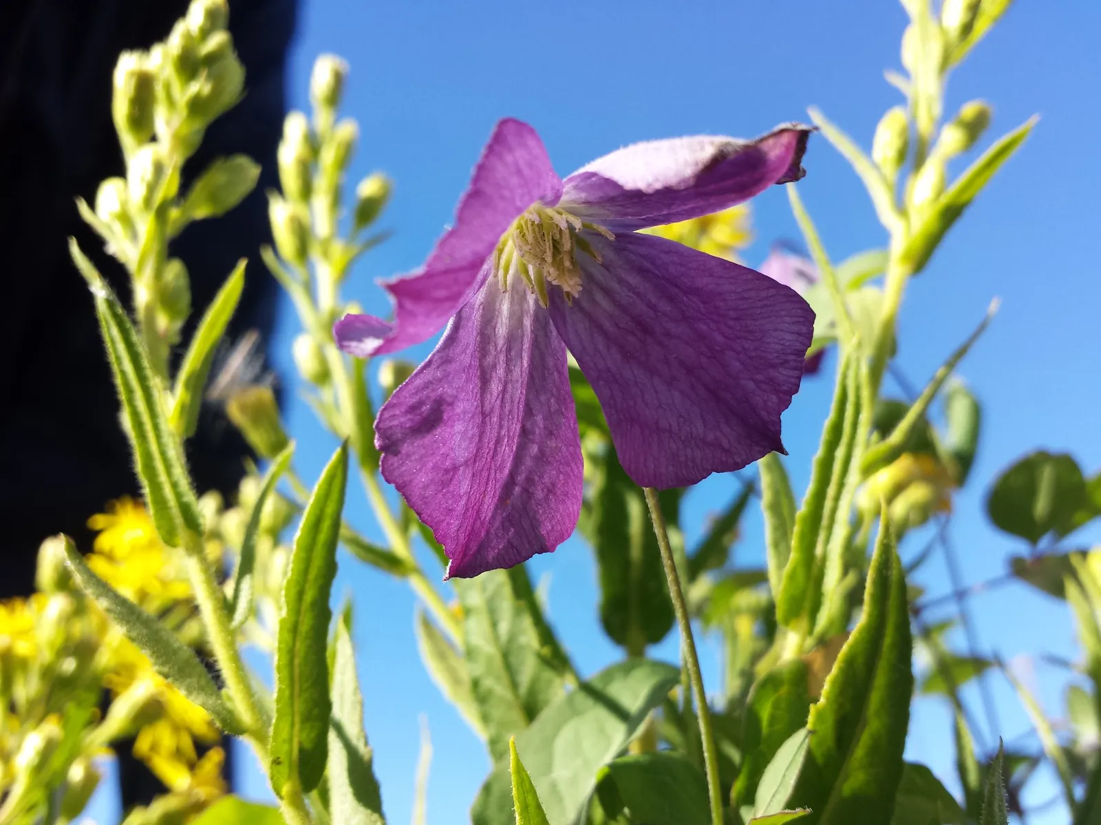 Italian Clematis (Clematis Viticella) — depending on the cultivar; blooming in midsummer to early fall