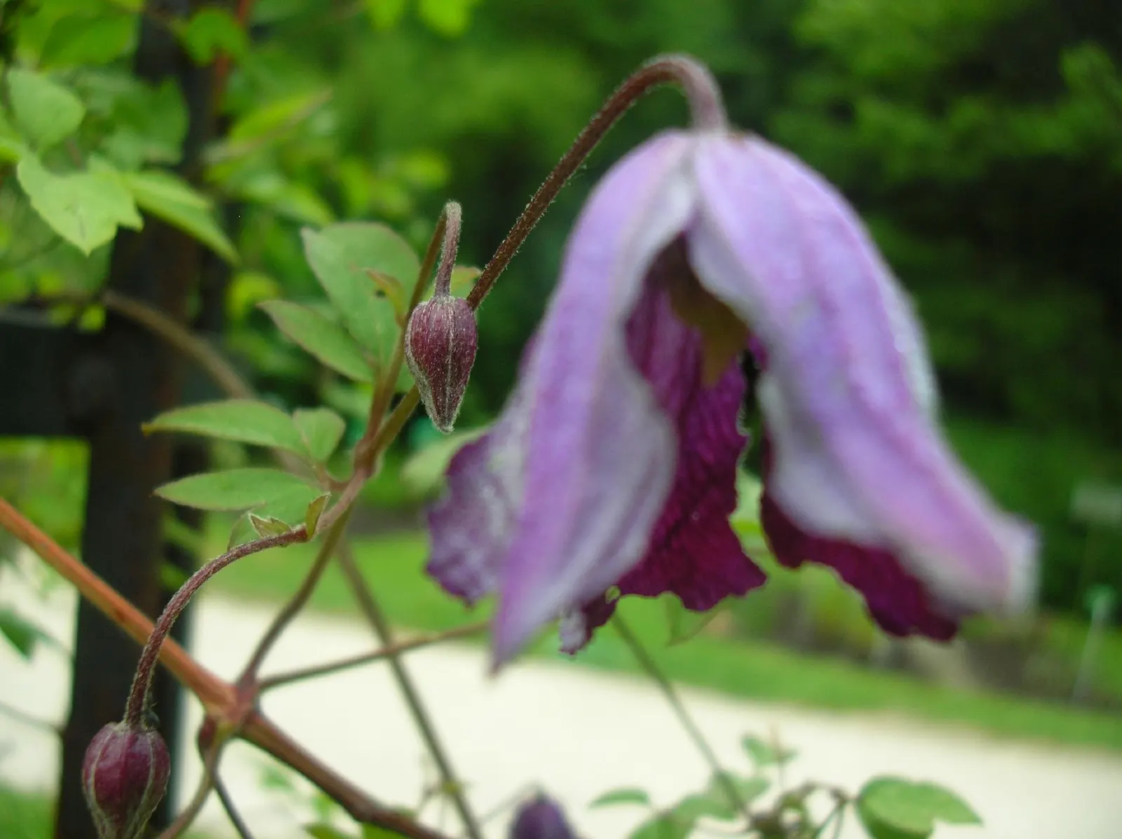 Italian Clematis (Clematis Viticella) — The plant's slender stems are lined with green; blue flowers in the garden