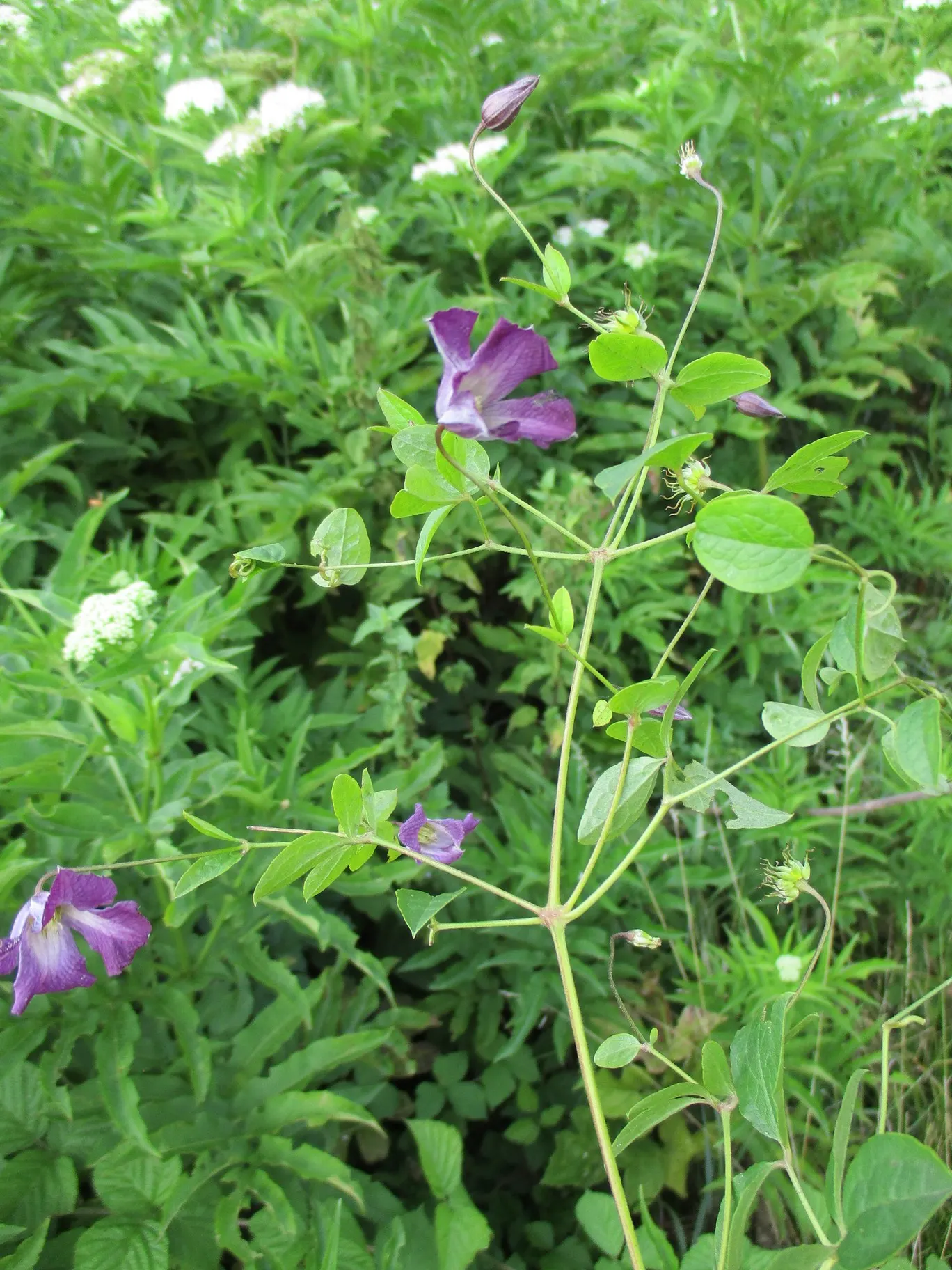 Italian Clematis (Clematis Viticella) — blooming in midsummer to early fall