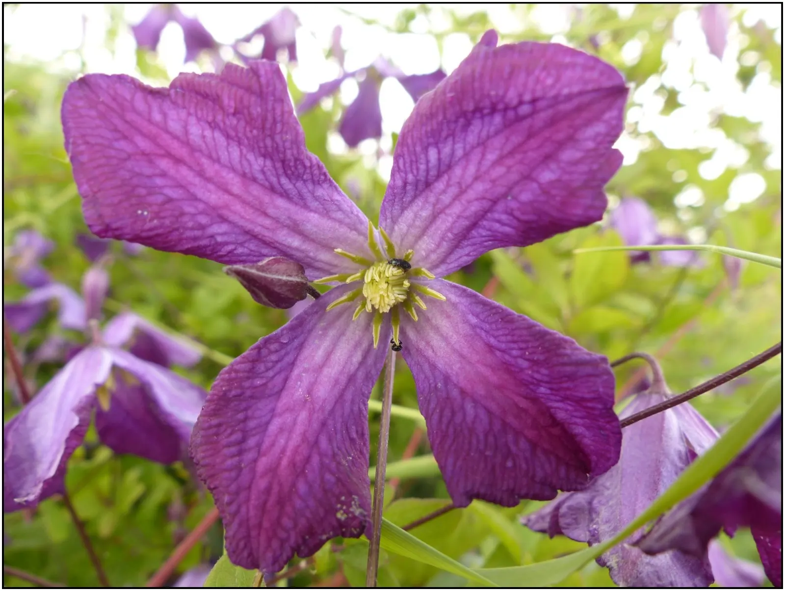 Italian Clematis (Clematis Viticella) — is a resilient and versatile climbing plant renowned for its prolific flowering and easy care; vine for, image 53