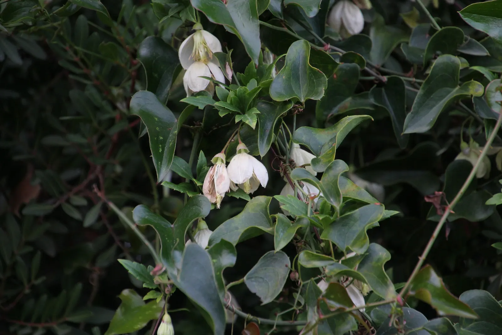 Italian Clematis (Clematis Viticella) — blooming in midsummer to early fall; yet high-impact addition to any garden design, image 95