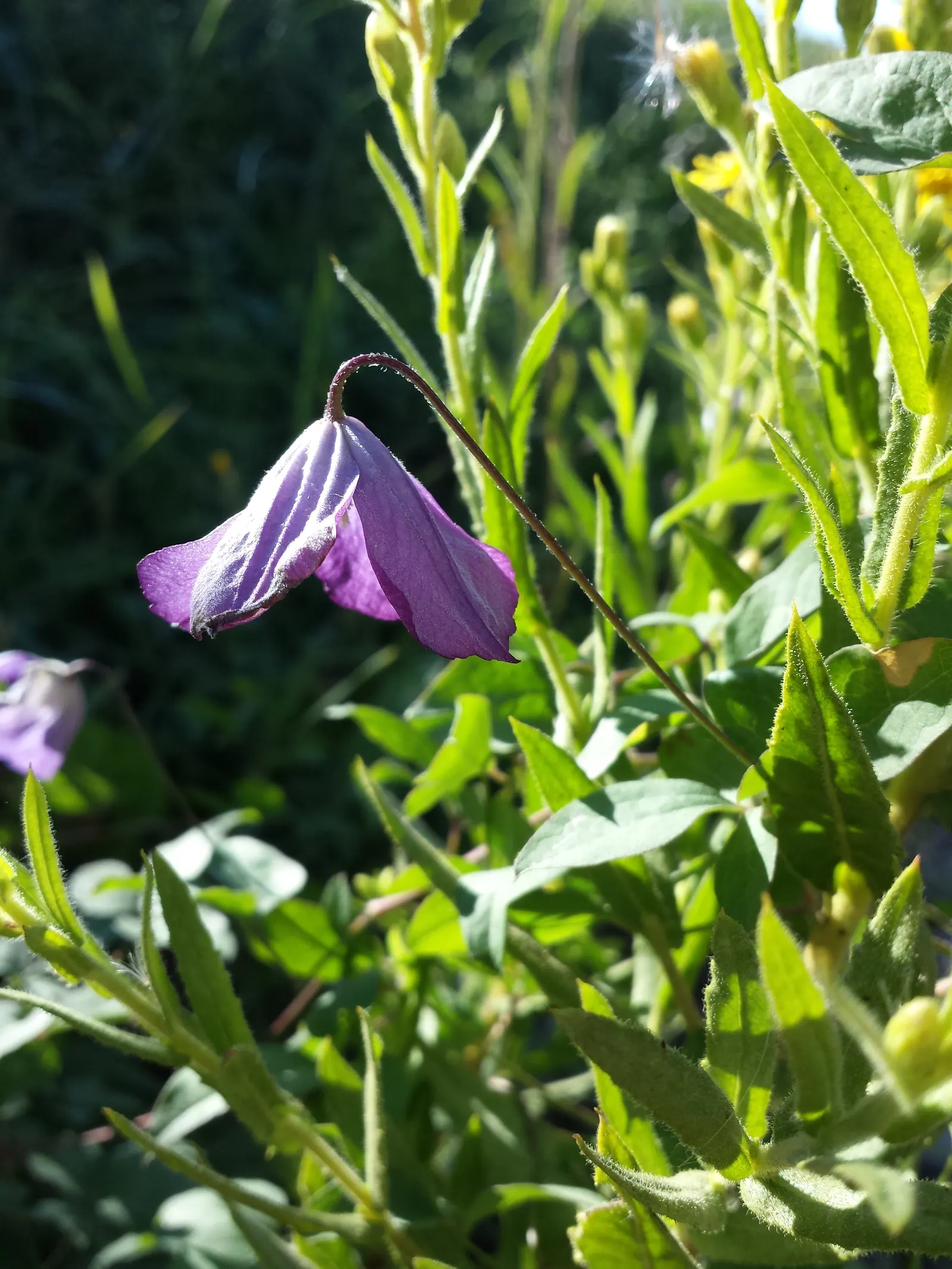 Italian Clematis (Clematis Viticella) — This deciduous perennial is native to southern Europe and thrives in USDA zones 4 through 11; is a, image 54