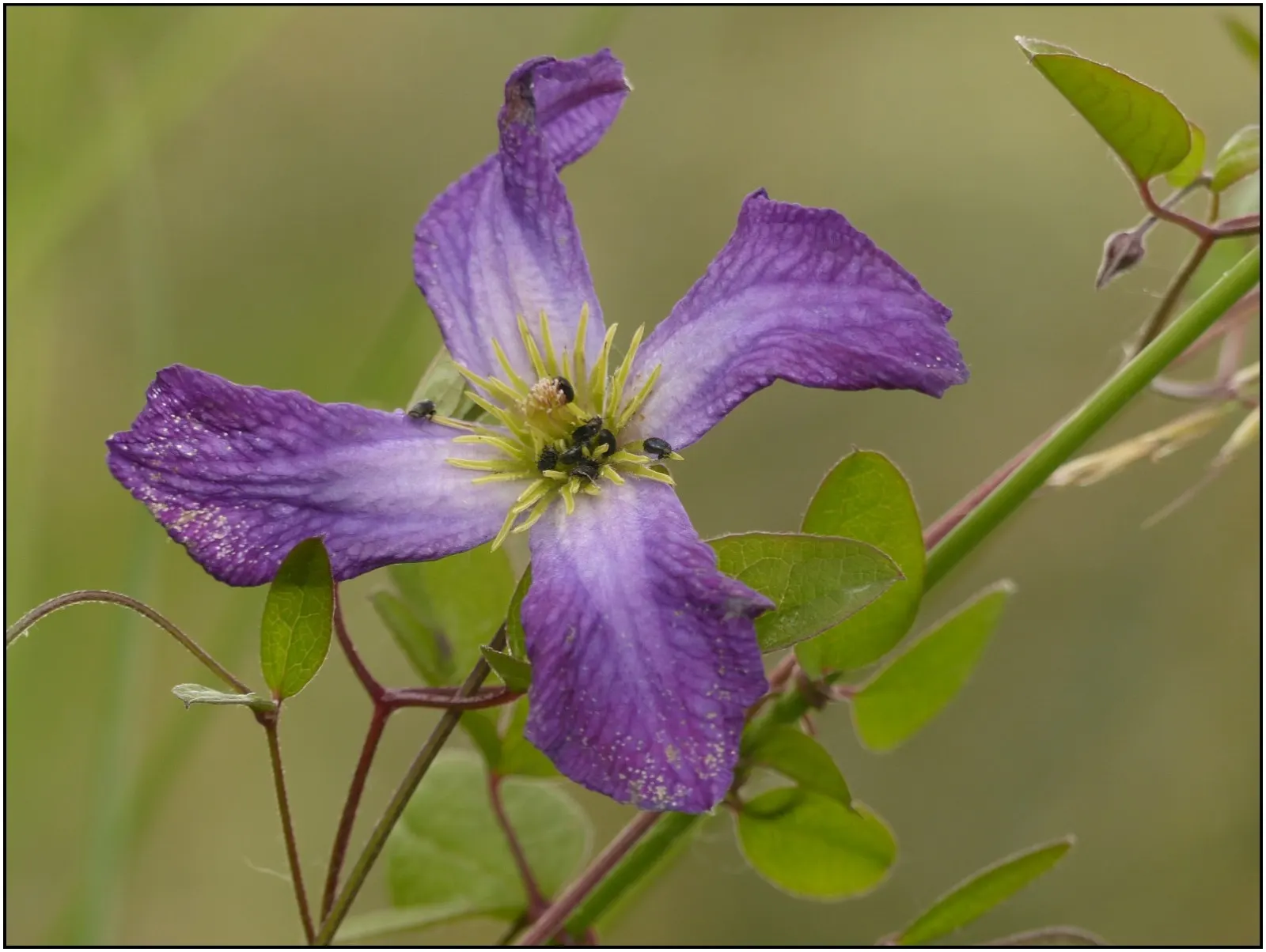 Italian Clematis (Clematis Viticella) — vine for full or half; and a romantic aesthetic that is sure to captivate any client's eye, image 69