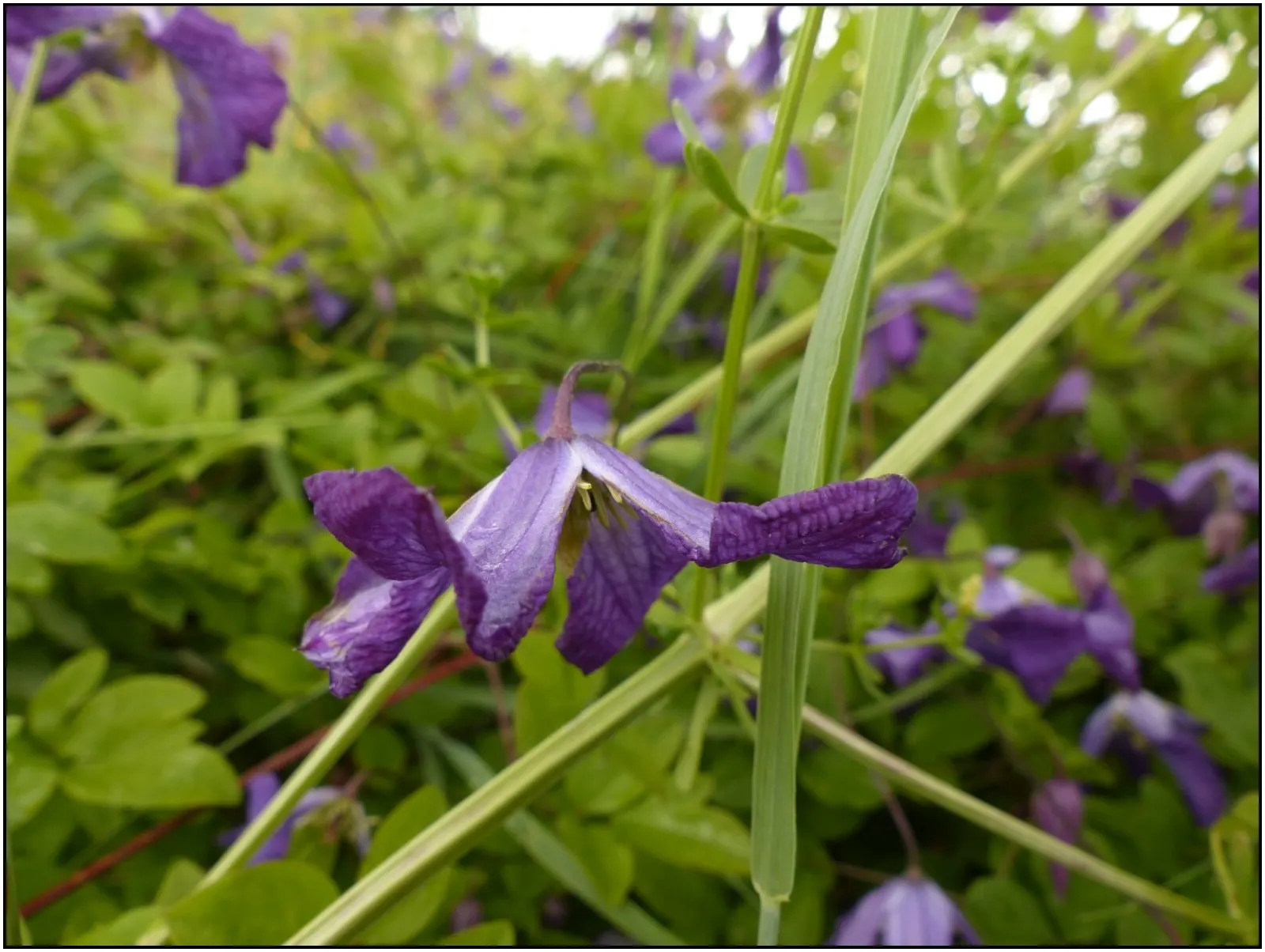 Italian Clematis (Clematis Viticella) — is a resilient and versatile climbing plant renowned for its prolific flowering and easy care