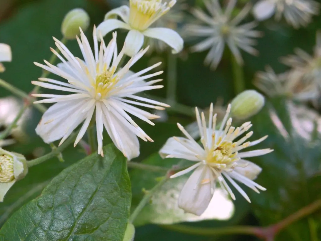 Italian Clematis (Clematis Viticella) — providing vertical interest; with its base and roots shaded or mulched to remain cool, image 88