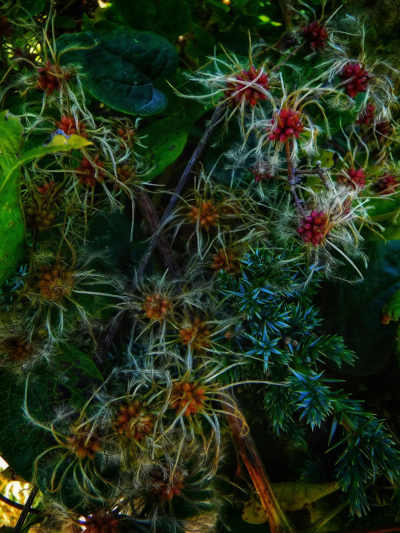 Italian Clematis (Clematis Viticella) — These flowers can be found in an array of colors; providing vertical interest