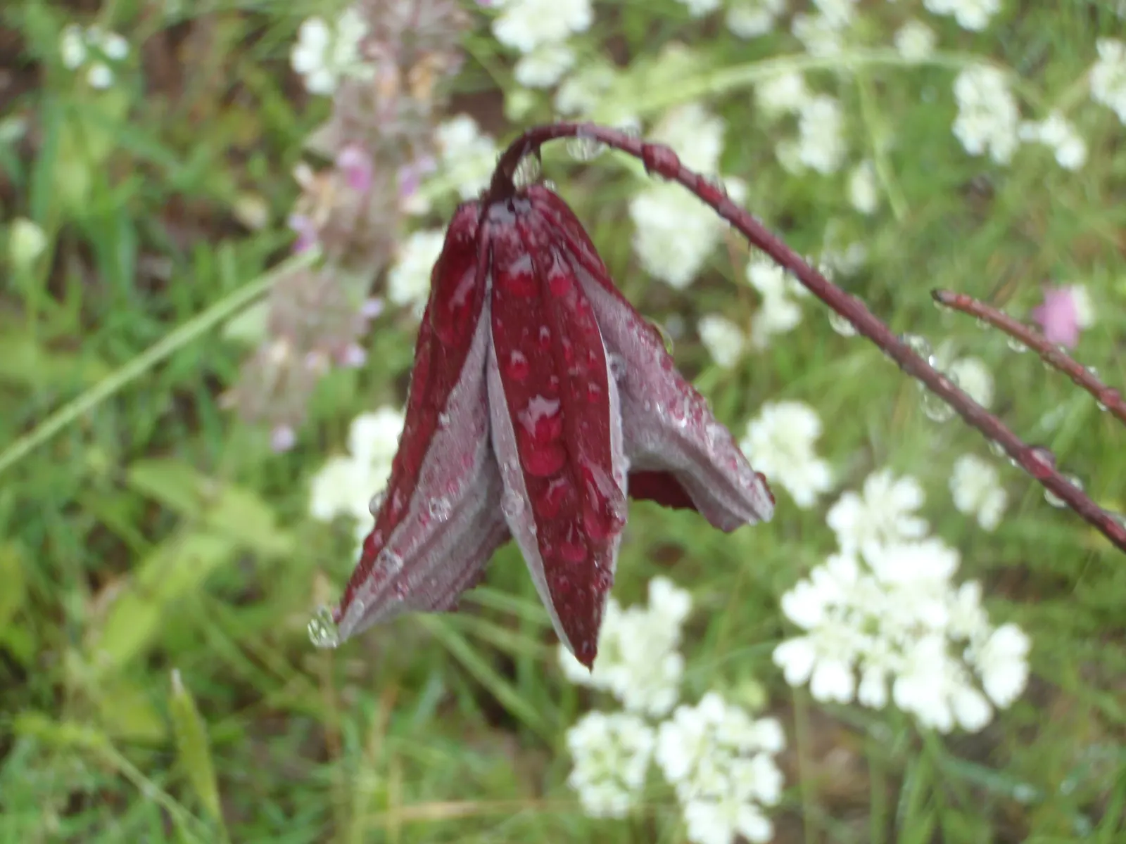 Italian Clematis (Clematis Viticella) — depending on the cultivar; blooming in midsummer to early fall, image 60