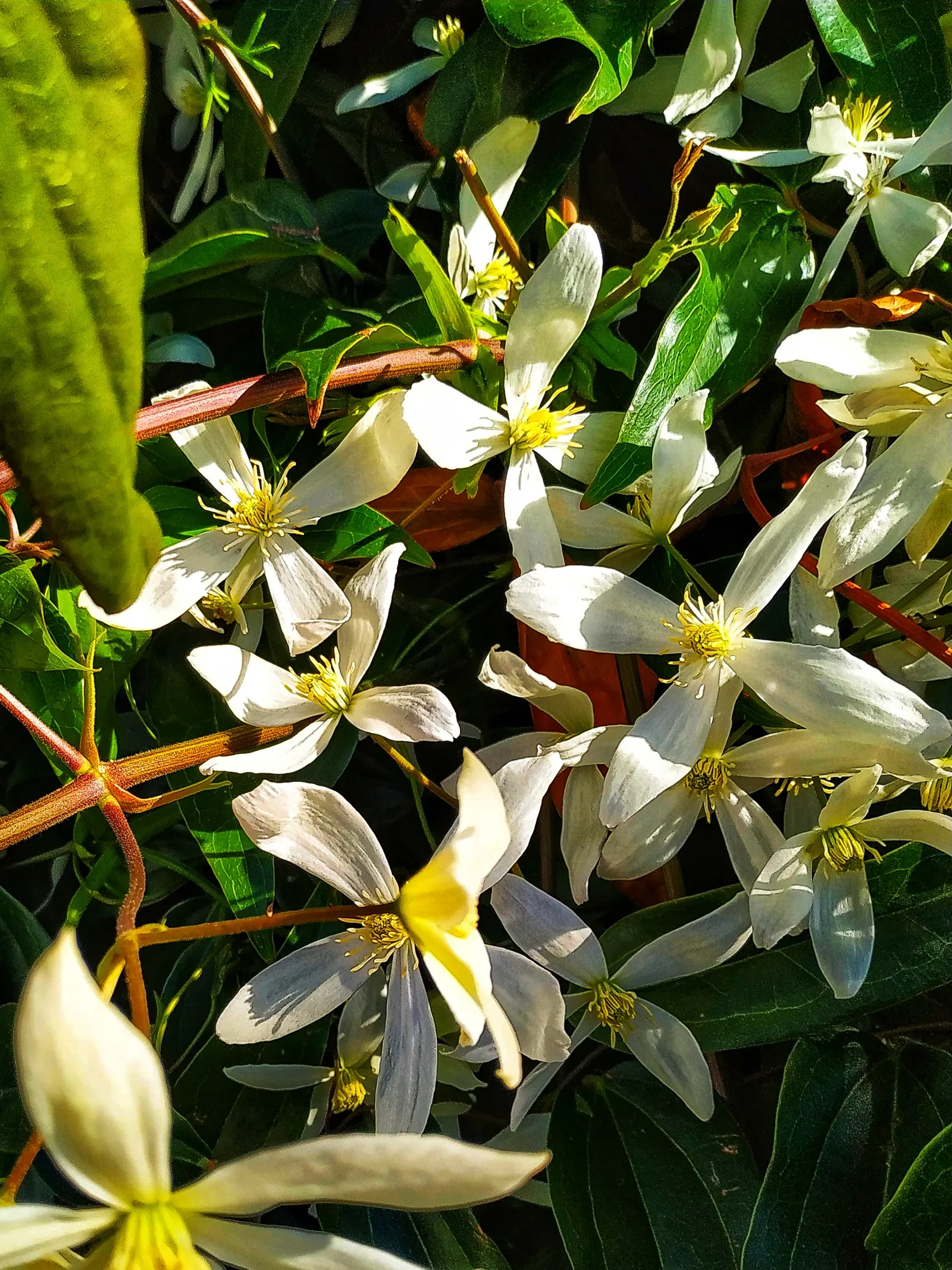 Italian Clematis (Clematis Viticella) — Hardy in USDA zones 4-9, it thrives in full sun to part shade and prefers well-drained soil