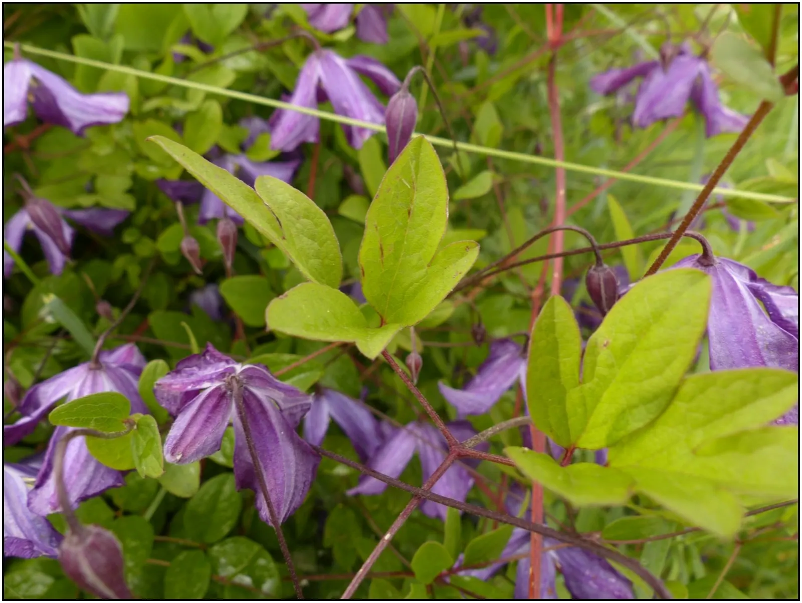 Italian Clematis (Clematis Viticella) — and a romantic aesthetic that is sure to captivate any client's eye