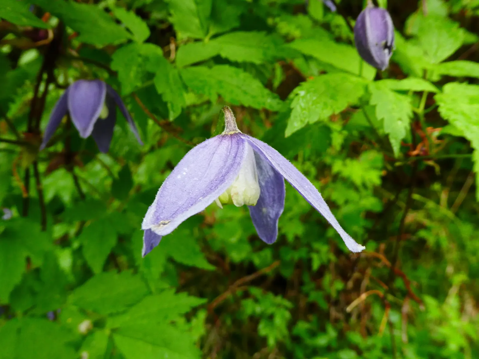 Italian Clematis (Clematis Viticella) — with its base and roots shaded or mulched to remain cool; the plant's slender stems are lined with green, image 61