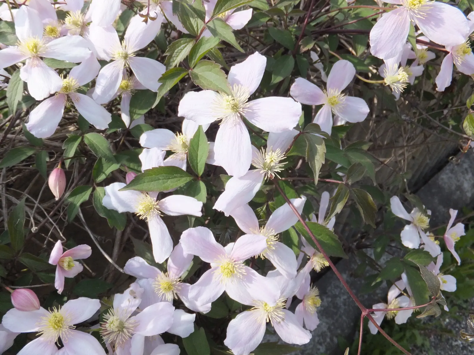 Italian Clematis (Clematis Viticella) — The plant's slender stems are lined with green