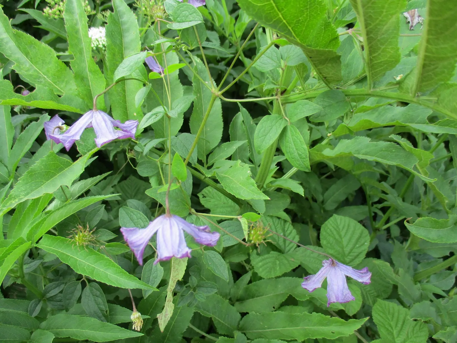 Italian Clematis (Clematis Viticella) — the Clematis viticella produces an abundance of bell-shaped flowers; hardy in USDA zones 4-9, it thrives in full sun to