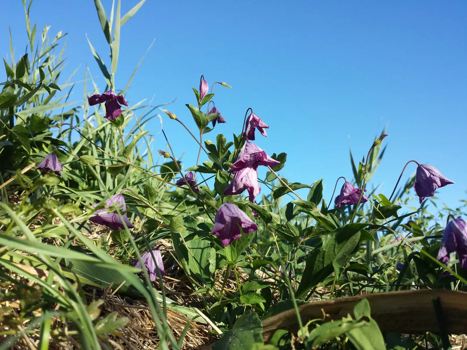 Italian Clematis (Clematis Viticella) — deciduous vine notable for its masses of bell-shaped flowers; it can reach heights of 10-15 ft, with a, image 93