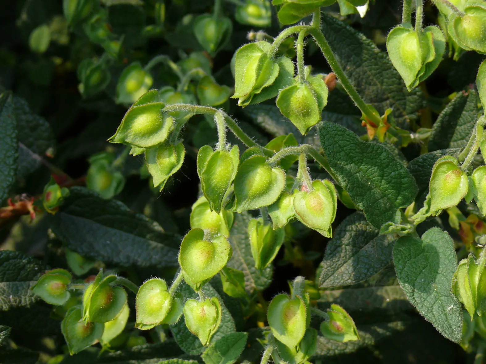 Italian Clematis (Clematis Viticella) — Pruning group 3, it is low-maintenance and disease-resistant