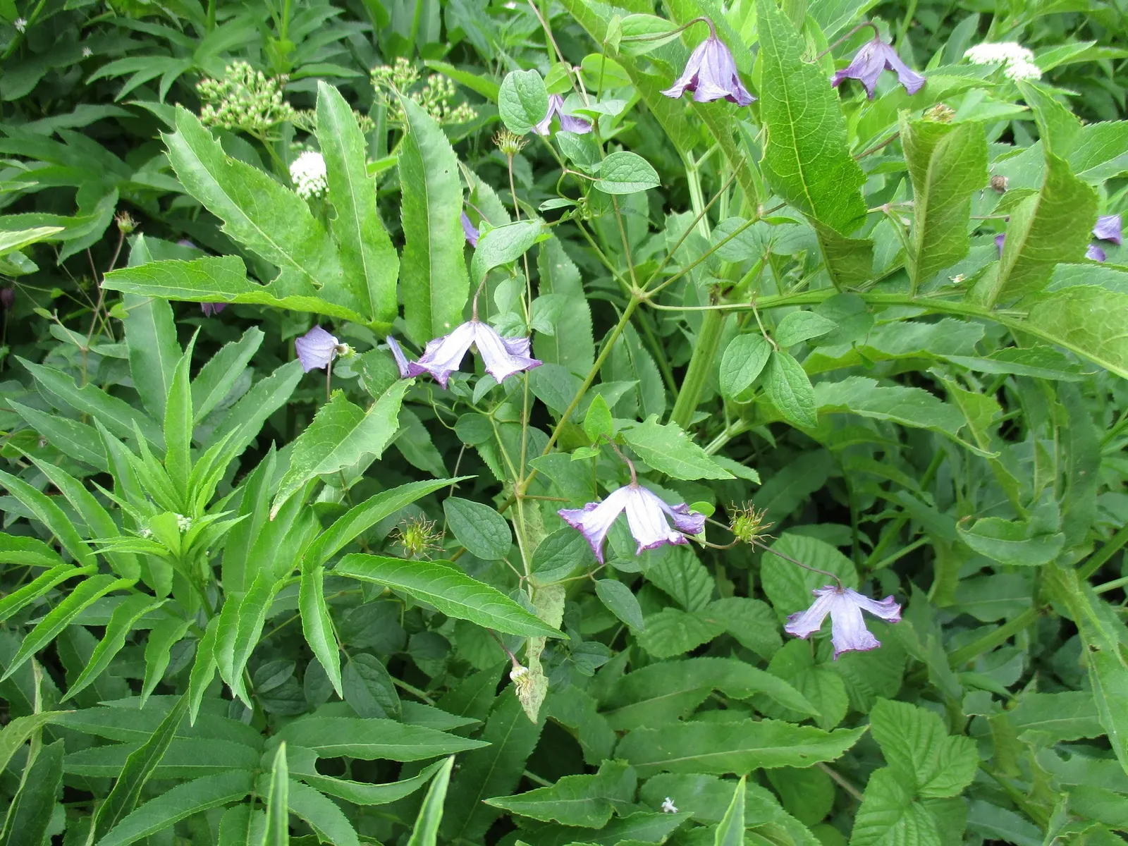 Italian Clematis (Clematis Viticella) — blooming in midsummer to early fall; yet high-impact addition to any garden design