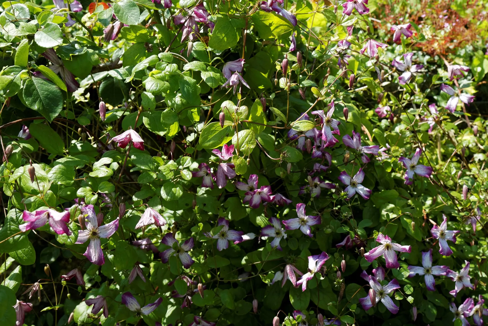 Italian Clematis (Clematis Viticella) — ranging from deep purple to pink; the Clematis viticella produces an abundance of bell-shaped flowers