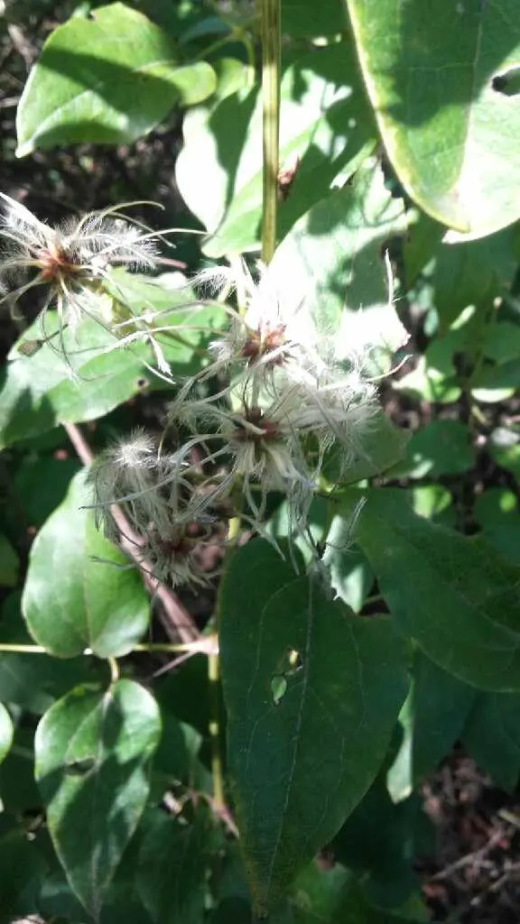 Italian Clematis (Clematis Viticella) — about 1 to 3 inches in diameter, image 58