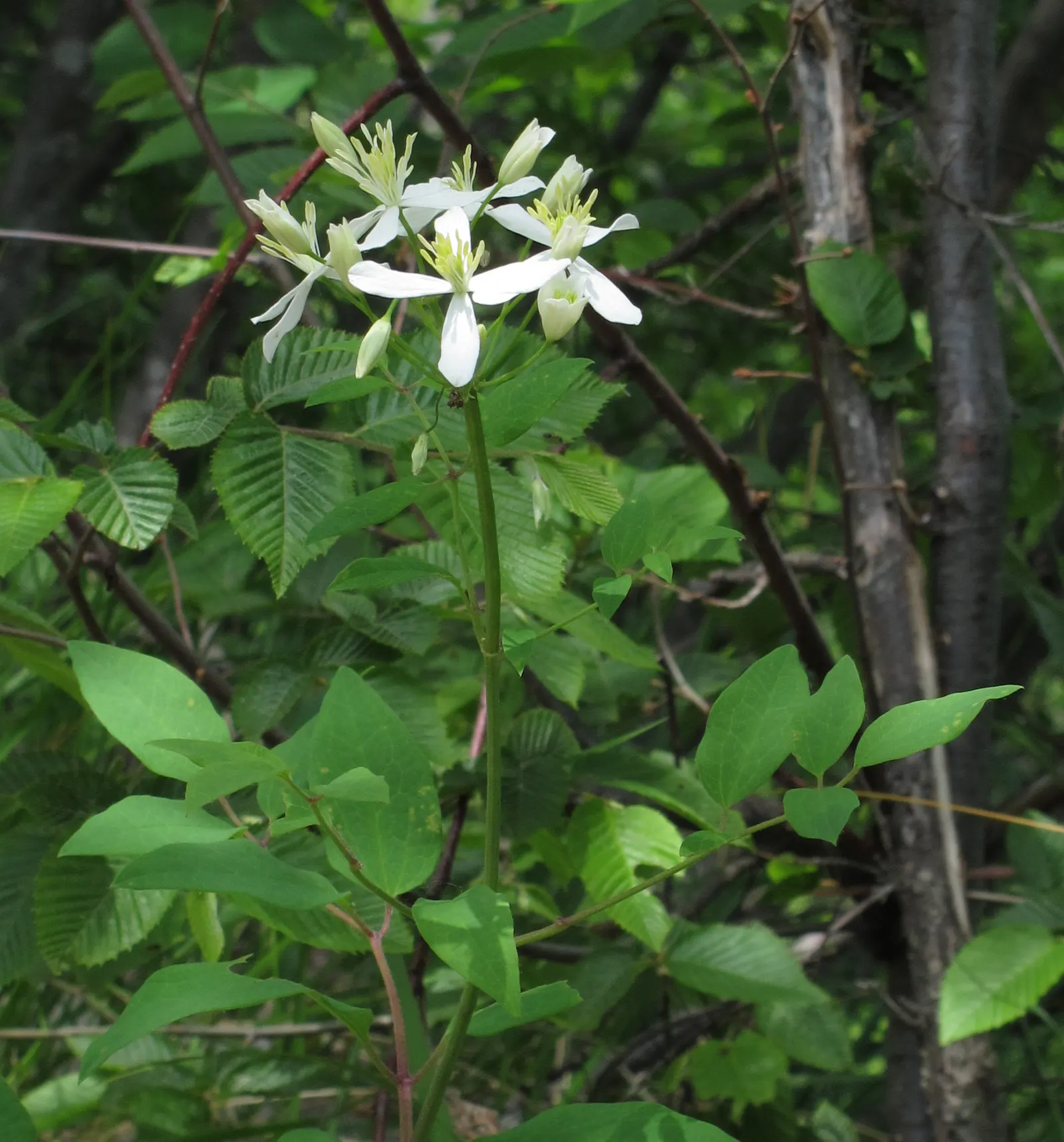 Italian Clematis (Clematis Viticella) — deciduous vine notable for its masses of bell-shaped flowers; it can reach heights of 10-15 ft, with a, image 47