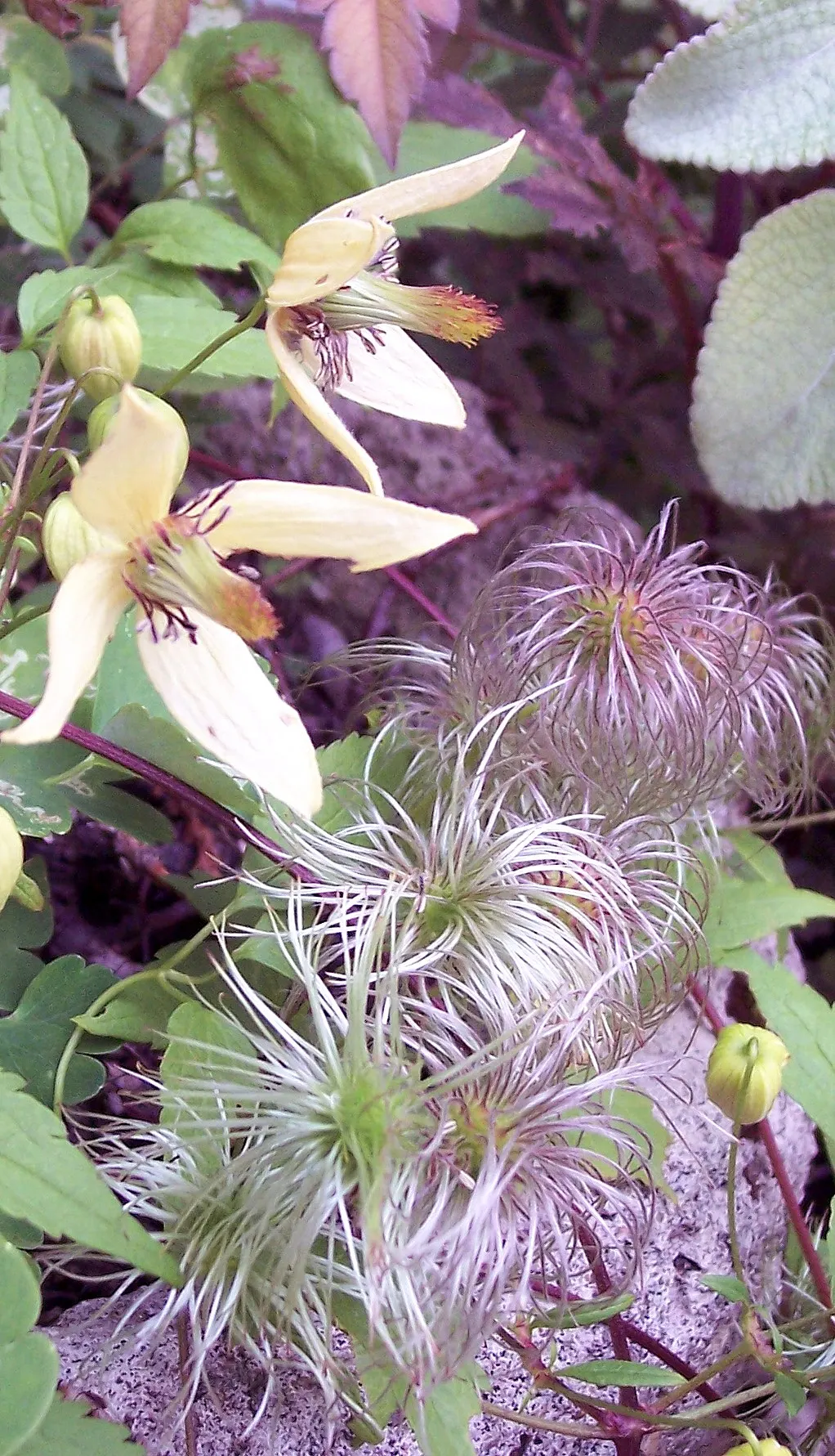 Italian Clematis (Clematis Viticella) — The plant's slender stems are lined with green; blue flowers in the garden, image 79